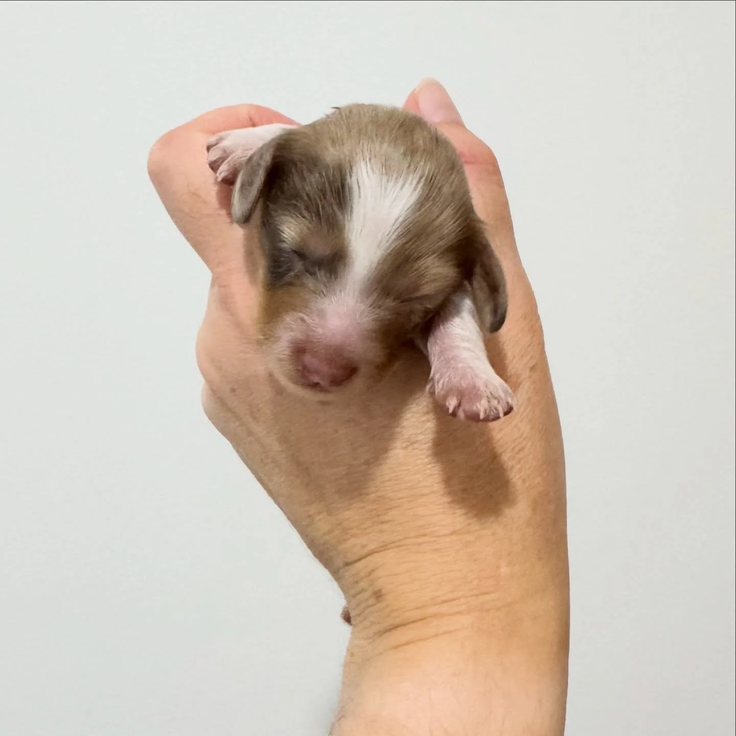 AVAILABLE - 🩷 PIPER - 1 week old
&bull; Chocolate and tan dapple piebald girl - born 21/4/26
&bull; Long haired miniature dachshund puppy - PRA, MMVD and SDMD clear by parentage. 
&bull; Ready to go to their new homes from 16/6/26
&bull; Will come w