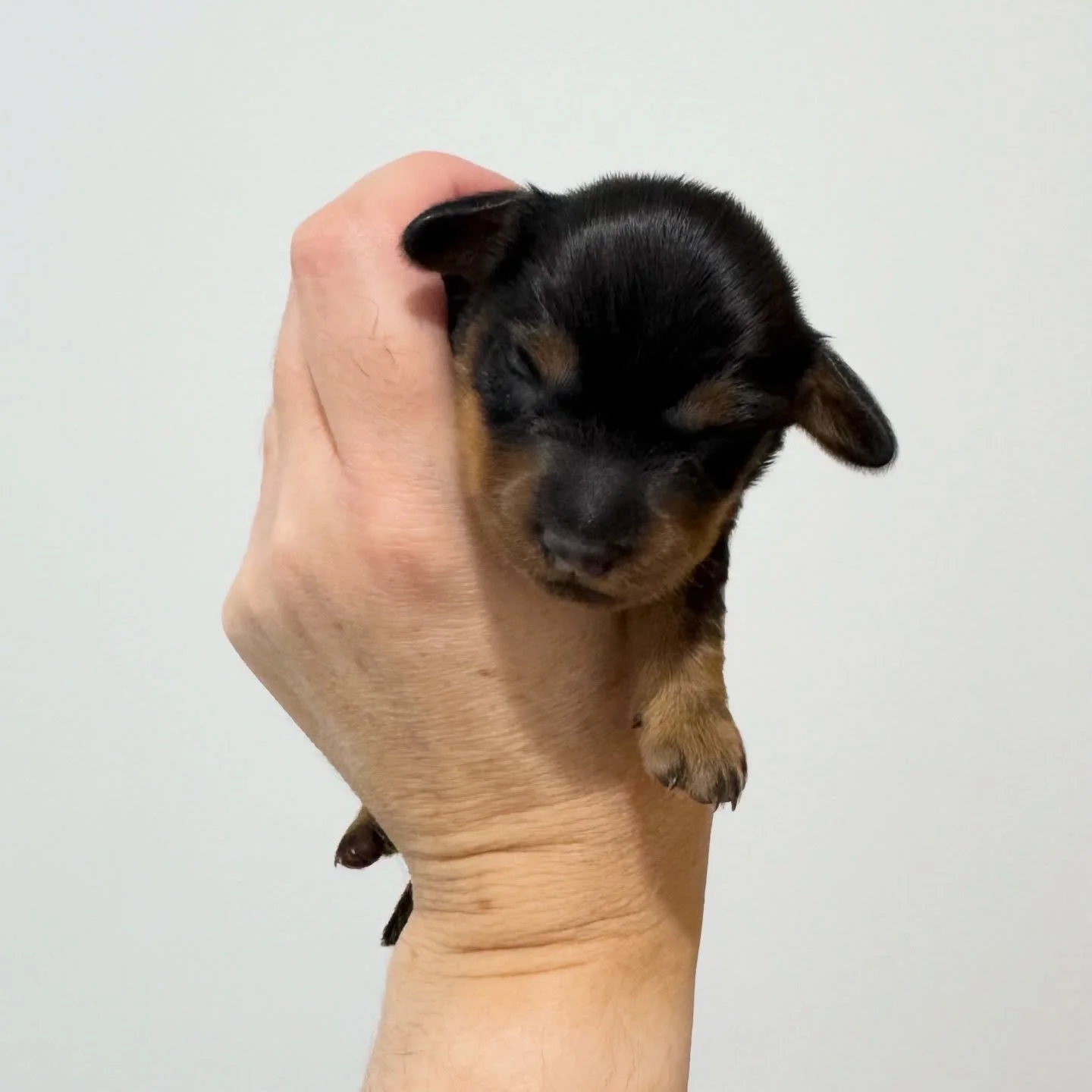 ALLOCATED - 💙 COLE - 1 week old
&bull; Black and tan boy - born 21/4/26
&bull; Long haired miniature dachshund puppy - PRA, MMVD and SDMD clear by parentage. 
&bull; Ready to go to their new homes from 16/6/26
&bull; Will come with MDBA registration