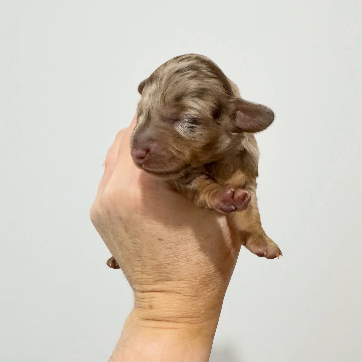 SEEKING GUARDIAN HOME - 🩷 PHOEBE - 1 week old
&bull; Chocolate and tan dapple girl - born 21/4/26
&bull; Long haired miniature dachshund puppy - PRA, MMVD and SDMD clear by parentage. 
&bull; Ready to go to their new homes from 16/6/26
&bull; Will c