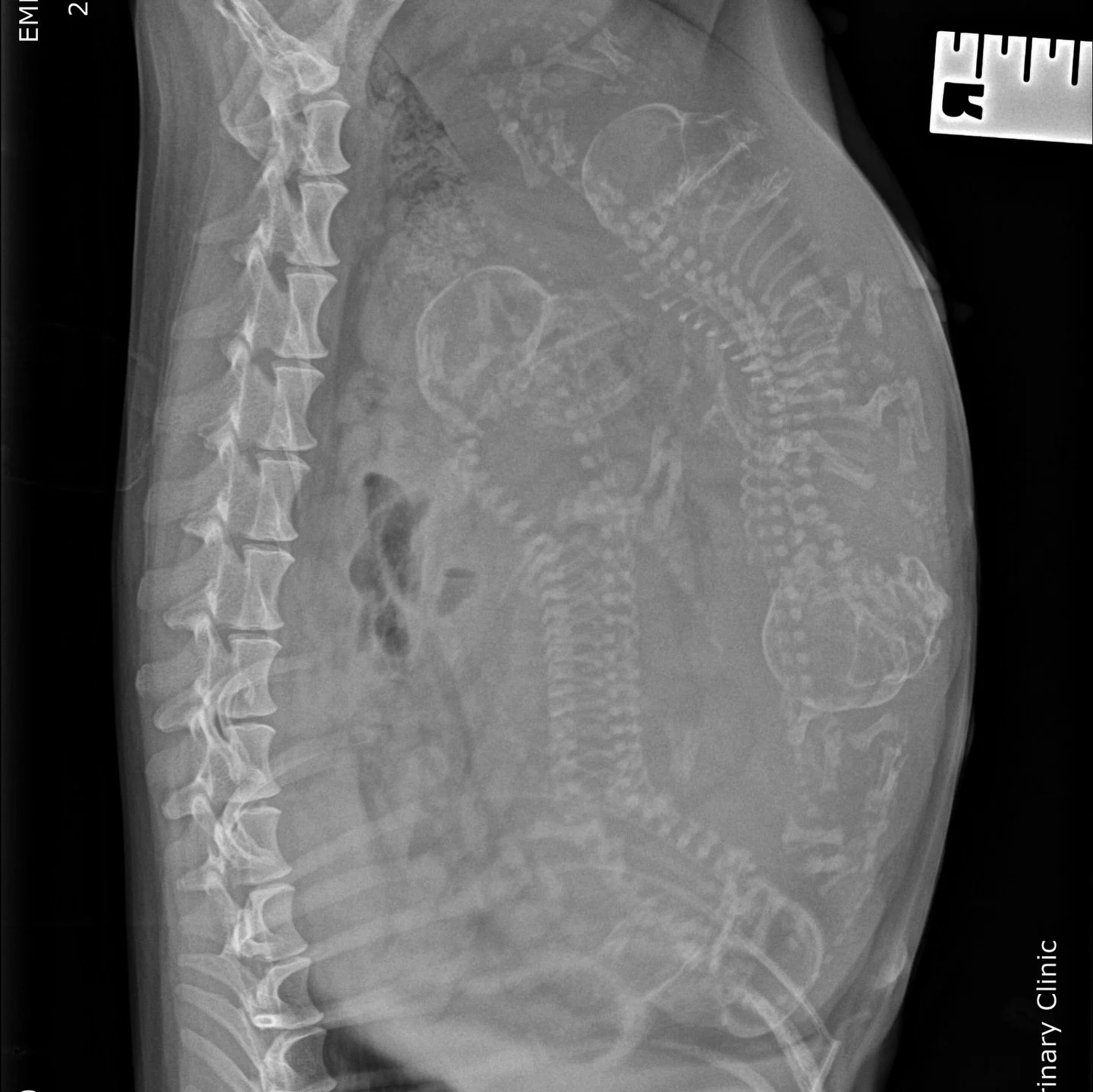 HOLLY - With only five days to go until Holly is due, she has now had an x-ray to see if we can determine how many puppies are inside her beautiful pregnant belly. How many babies can you see? 
We are looking forward to welcoming these puppies into t