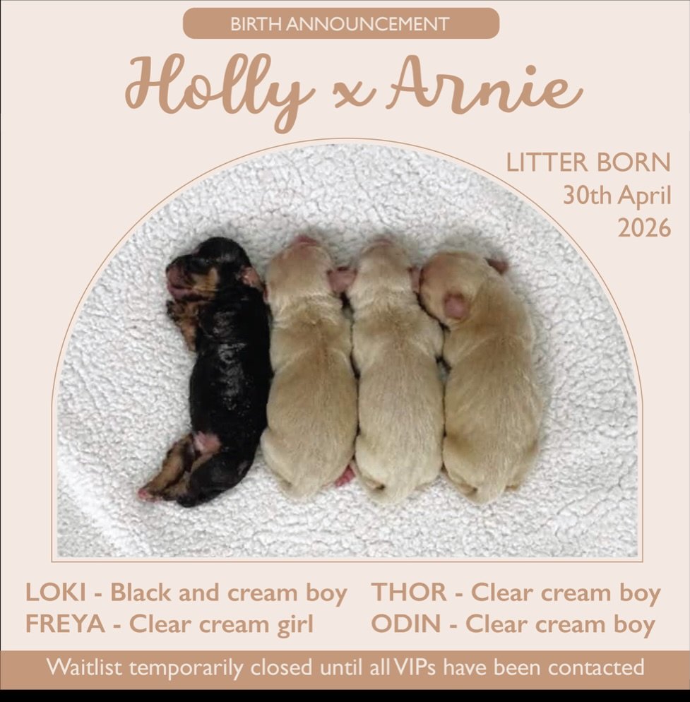 BIRTH ANNOUNCEMENT - We welcomed our third litter for 2026 by Holly x Arnie on Thursday, 30/4/26. We are calling this litter our Nordic Mythology ASGARD theme. The litter consists of three boys and one girl. 

From left to right:
&bull; 💙 LOKI - Bla