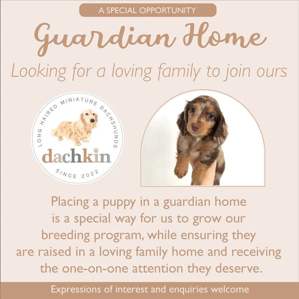 GUARDIAN HOMES - Over our next few litters we may be looking for suitable guardian homes to place a small number of our puppies.

We currently have one opportunity - PHOEBE from our CHARMED litter - a chocolate and tan dapple girl. 

If this sounds l