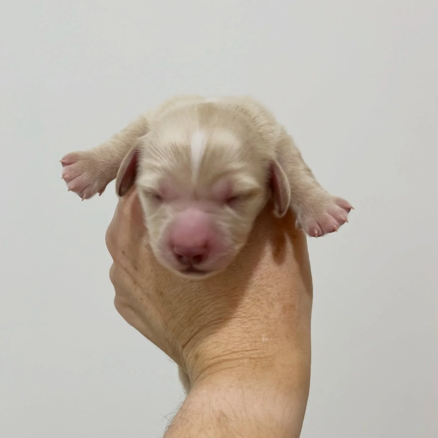 INTRODUCING - 💙 THOR - 3 days old (ALLOCATED)
&bull; Clear cream boy - born 30/4/26
&bull; Ready to go to their new homes from 25/6/26
&bull; Long haired miniature dachshund puppy - PRA, MVDD and SDMD clear by parentage
&bull; Will come with MDBA re