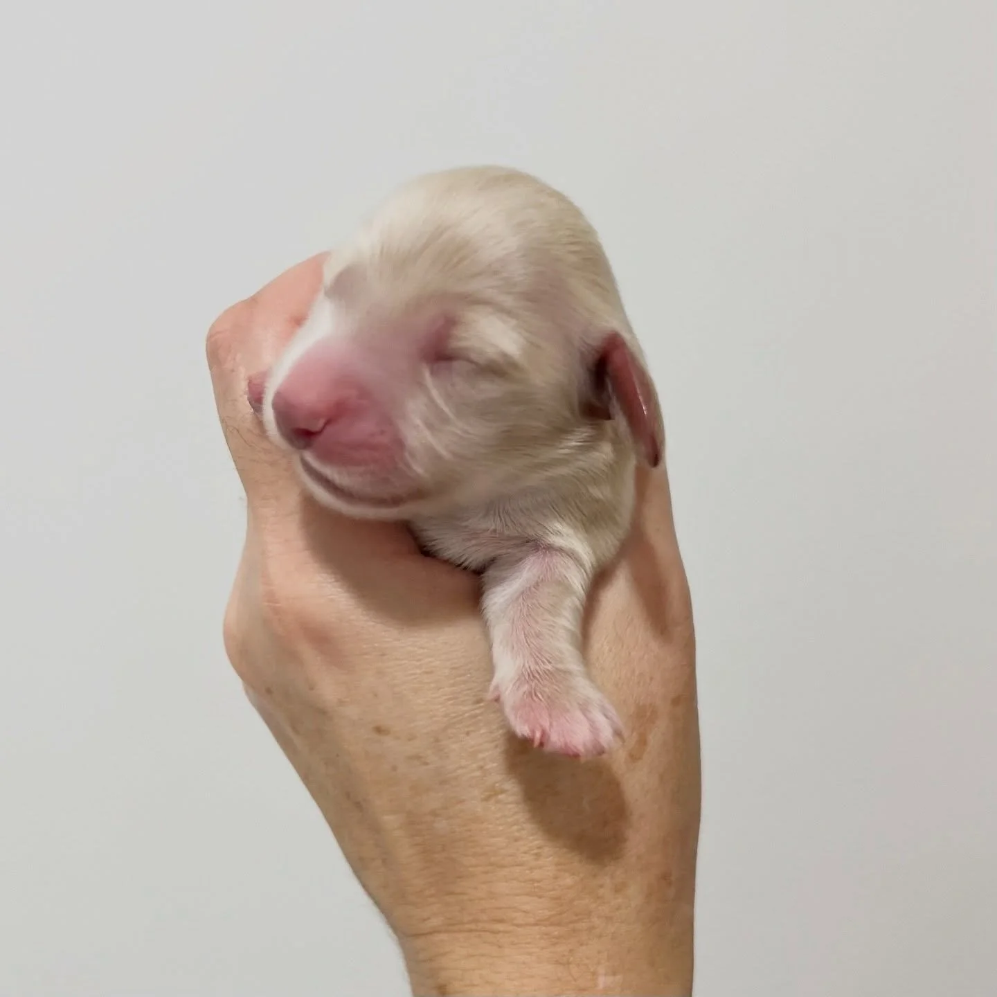 INTRODUCING - 🩷 FREYA - 3 days old (PENDING)
&bull; Clear cream girl - born 30/4/26
&bull; Ready to go to their new homes from 25/6/26
&bull; Long haired miniature dachshund puppy - PRA, MVDD and SDMD clear by parentage
&bull; Will come with MDBA re