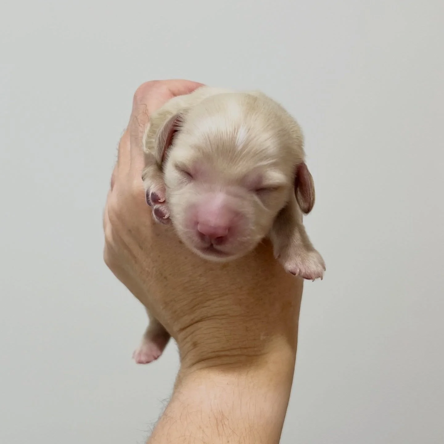 INTRODUCING - 💙 ODIN - 3 days old (AVAILABLE)
&bull; Clear cream boy - born 30/4/26
&bull; Ready to go to their new homes from 25/6/26
&bull; Long haired miniature dachshund puppy - PRA, MVDD and SDMD clear by parentage
&bull; Will come with MDBA re