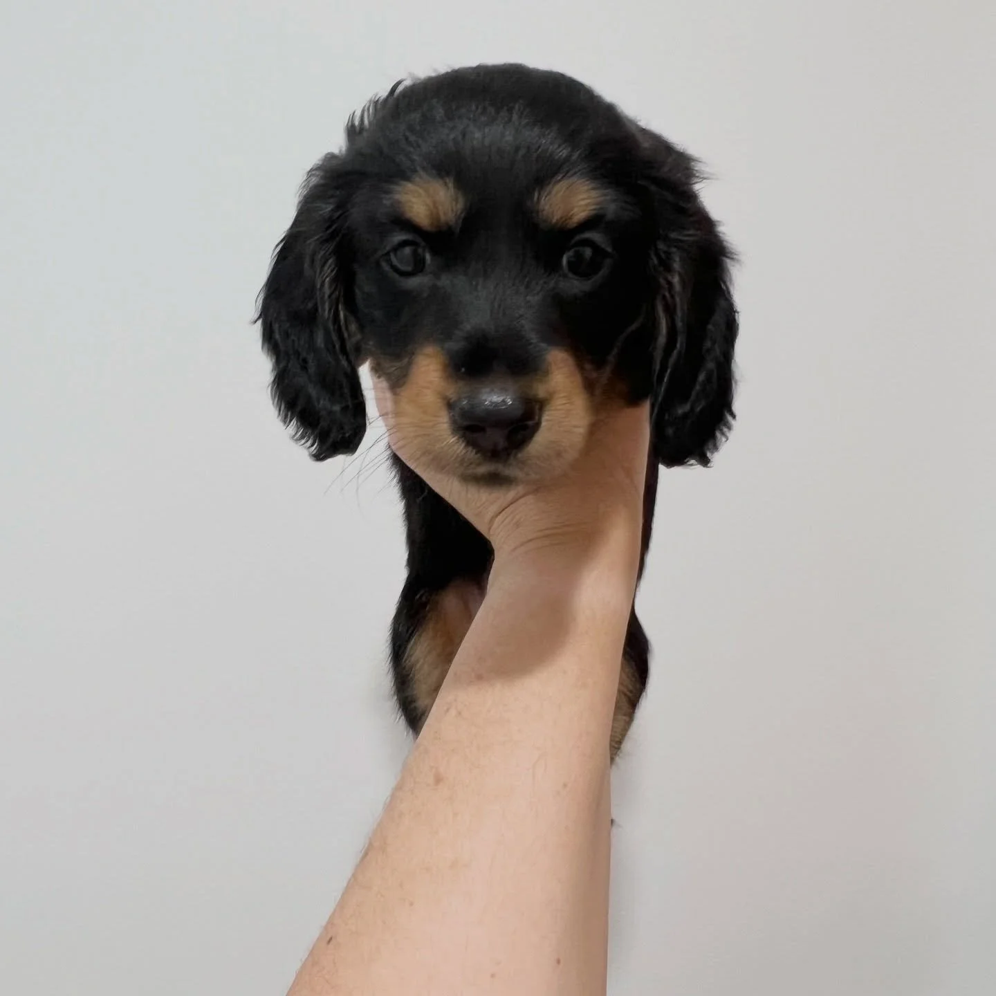 ALLOCATED - 🩷 MILLIE (formerly known as RAVEN - 6 weeks old
&bull; Black and tan girl - born 21/3/26
&bull; Long haired miniature dachshund puppy - PRA, MVDD and SDMD clear by parentage 
&bull; Will come with MDBA registration papers
&bull; Daisy x 