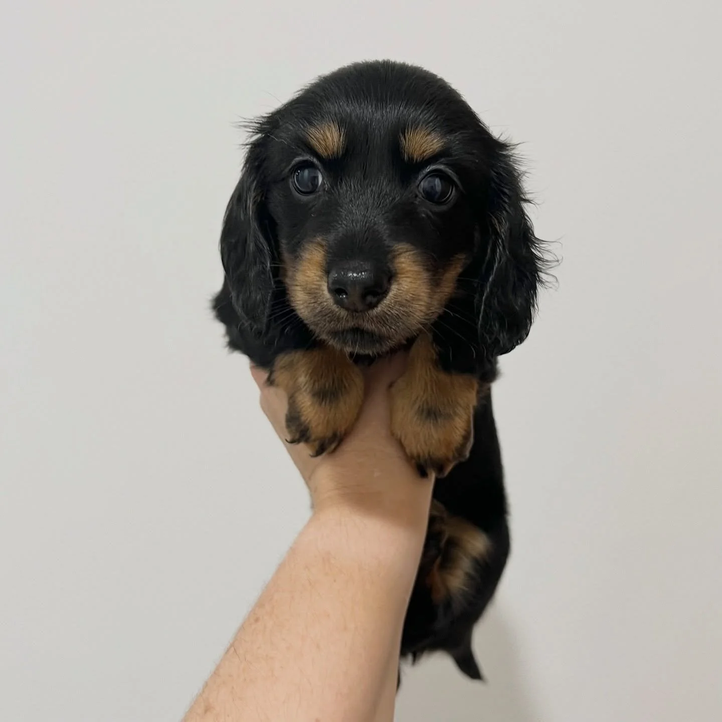 ALLOCATED - 🩷 REMI (formerly known as EBONY) - 6 weeks old
&bull; Black and tan girl - born 21/3/26
&bull; Long haired miniature dachshund puppy - PRA, MVDD and SDMD clear by parentage 
&bull; Will come with MDBA registration papers
&bull; Daisy x D