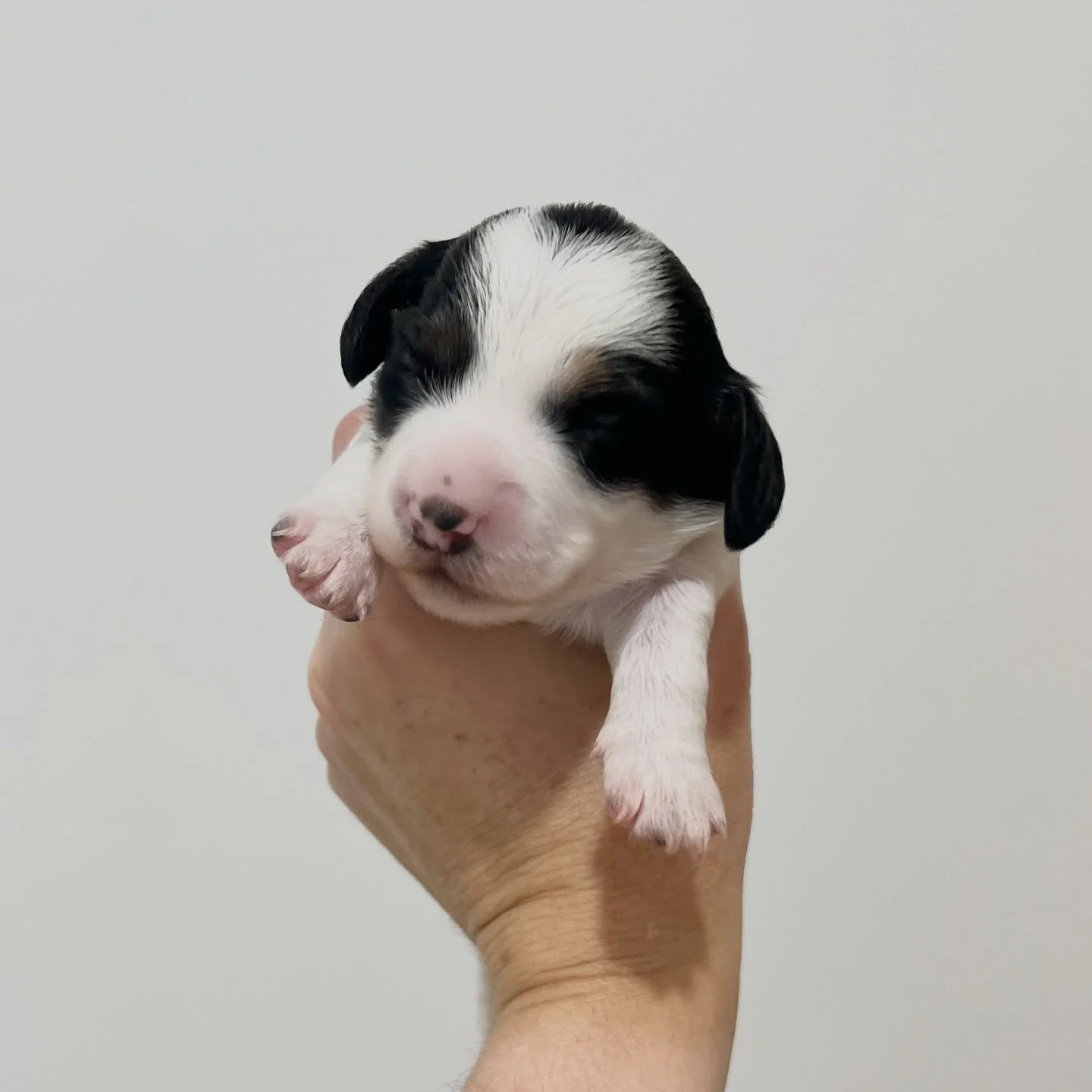 AVAILABLE - 🩷 PRUE - 2 weeks old
&bull; Black and tan piebald girl - born 21/4/26
&bull; Long haired miniature dachshund puppy - PRA, MMVD and SDMD clear by parentage. 
&bull; Ready to go to their new homes from 16/6/26
&bull; Will come with MDBA re