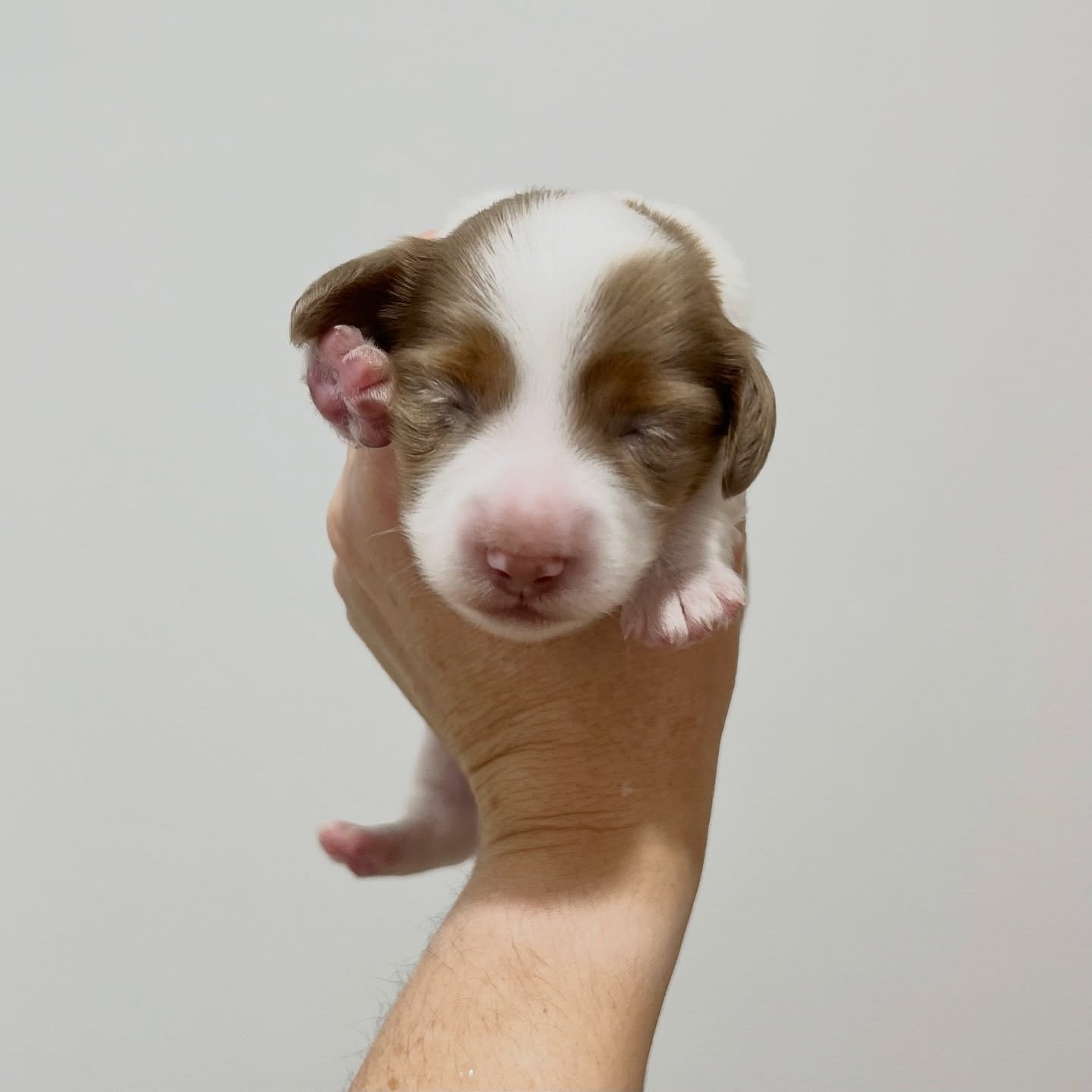 ALLOCATED - 💙 LEO - 2 weeks old
&bull; Chocolate and tan dapple piebald boy - born 21/4/26
&bull; Long haired miniature dachshund puppy - PRA, MMVD and SDMD clear by parentage. 
&bull; Ready to go to their new homes from 16/6/26
&bull; Will come wit