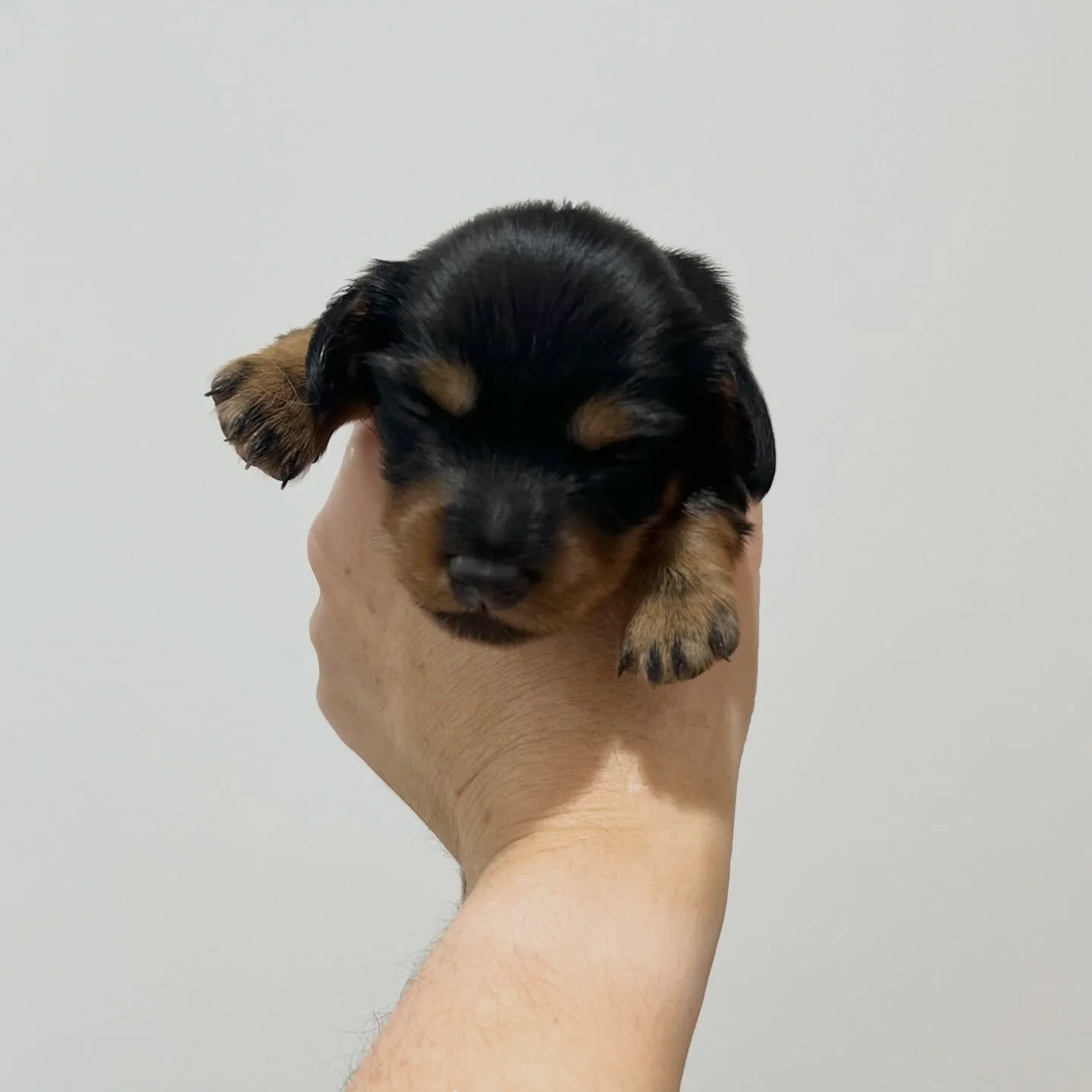 ALLOCATED - 💙 COLE - 2 weeks old
&bull; Black and tan boy - born 21/4/26
&bull; Long haired miniature dachshund puppy - PRA, MMVD and SDMD clear by parentage. 
&bull; Ready to go to their new homes from 16/6/26
&bull; Will come with MDBA registratio
