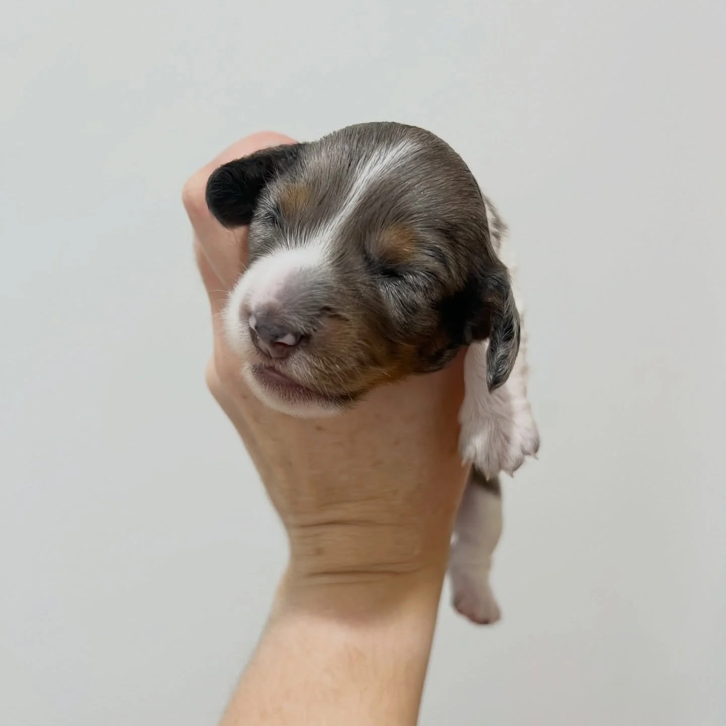 AVAILABLE - 🩷 PAIGE - 2 weeks old
&bull; Black and tan dapple piebald girl - born 21/4/26
&bull; Long haired miniature dachshund puppy - PRA, MMVD and SDMD clear by parentage. 
&bull; Ready to go to their new homes from 16/6/26
&bull; Will come with