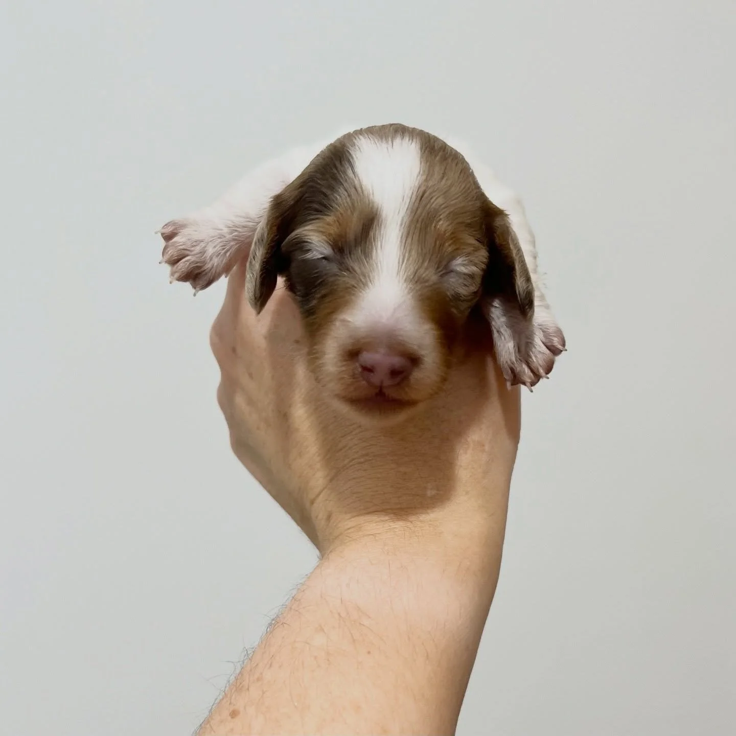 PENDING / POSSIBLE GUARDIAN HOME - 🩷 PIPER - 2 weeks old
&bull; Chocolate and tan dapple piebald girl - born 21/4/26
&bull; Long haired miniature dachshund puppy - PRA, MMVD and SDMD clear by parentage. 
&bull; Ready to go to their new homes from 16