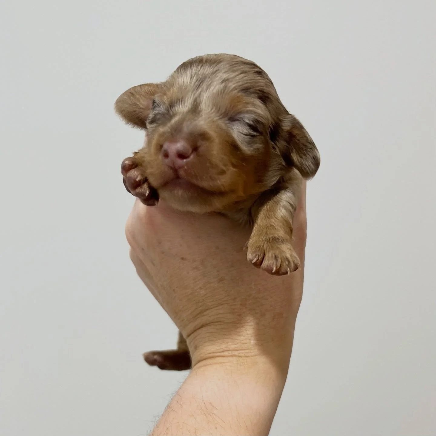 SEEKING GUARDIAN HOME - 🩷 PHOEBE - 2 weeks old
&bull; Chocolate and tan dapple girl - born 21/4/26
&bull; Long haired miniature dachshund puppy - PRA, MMVD and SDMD clear by parentage. 
&bull; Ready to go to their new homes from 16/6/26
&bull; Will 