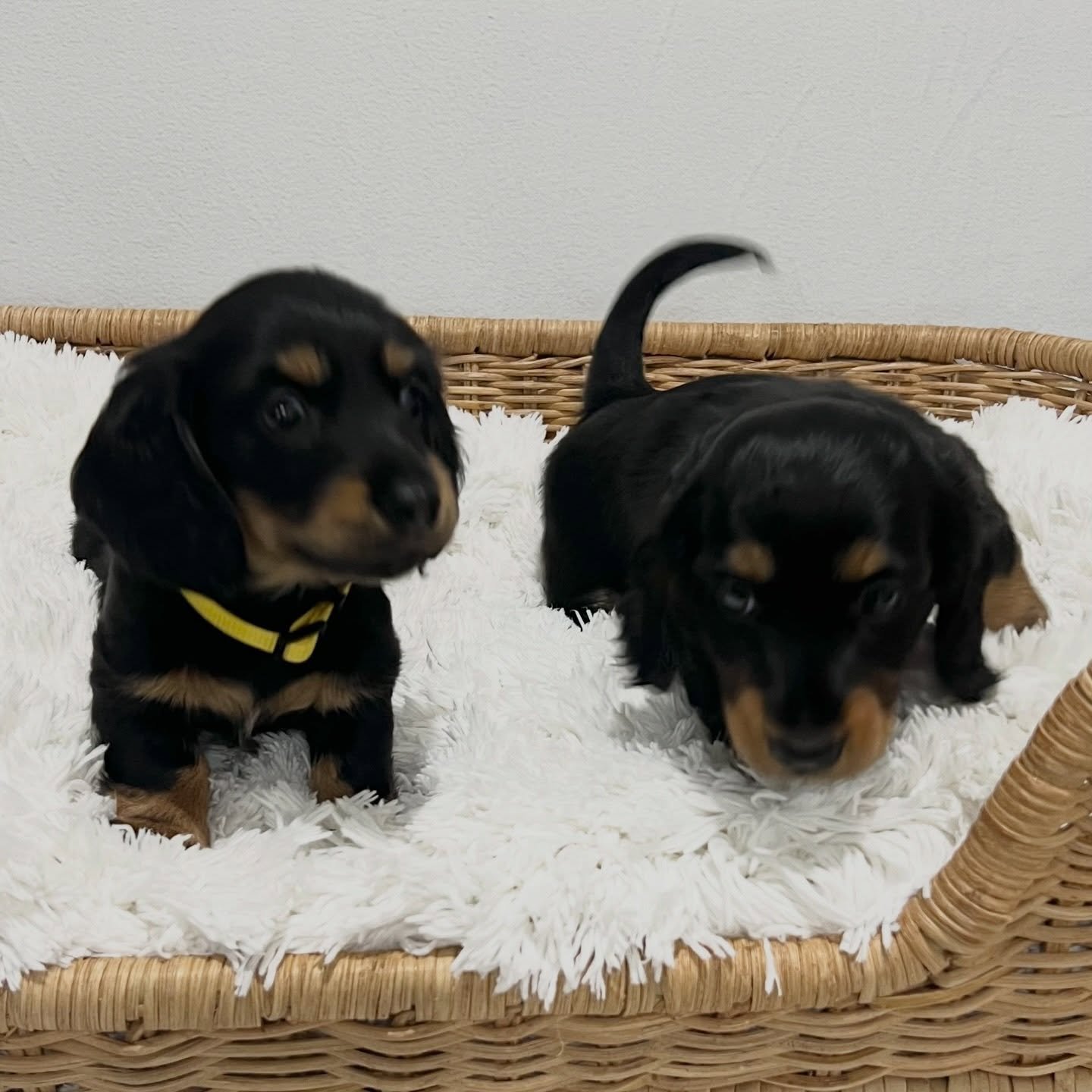 PUPDATE - REMI (Ebony) and MILLIE (Raven) have developed into such beautiful looking puppies, but it&rsquo;s hard to take a nice photo of them together where they are both looking at the camera. 

6.5 WEEKS OLD - BLACK NOIR Litter - born 21/3/26. 

A