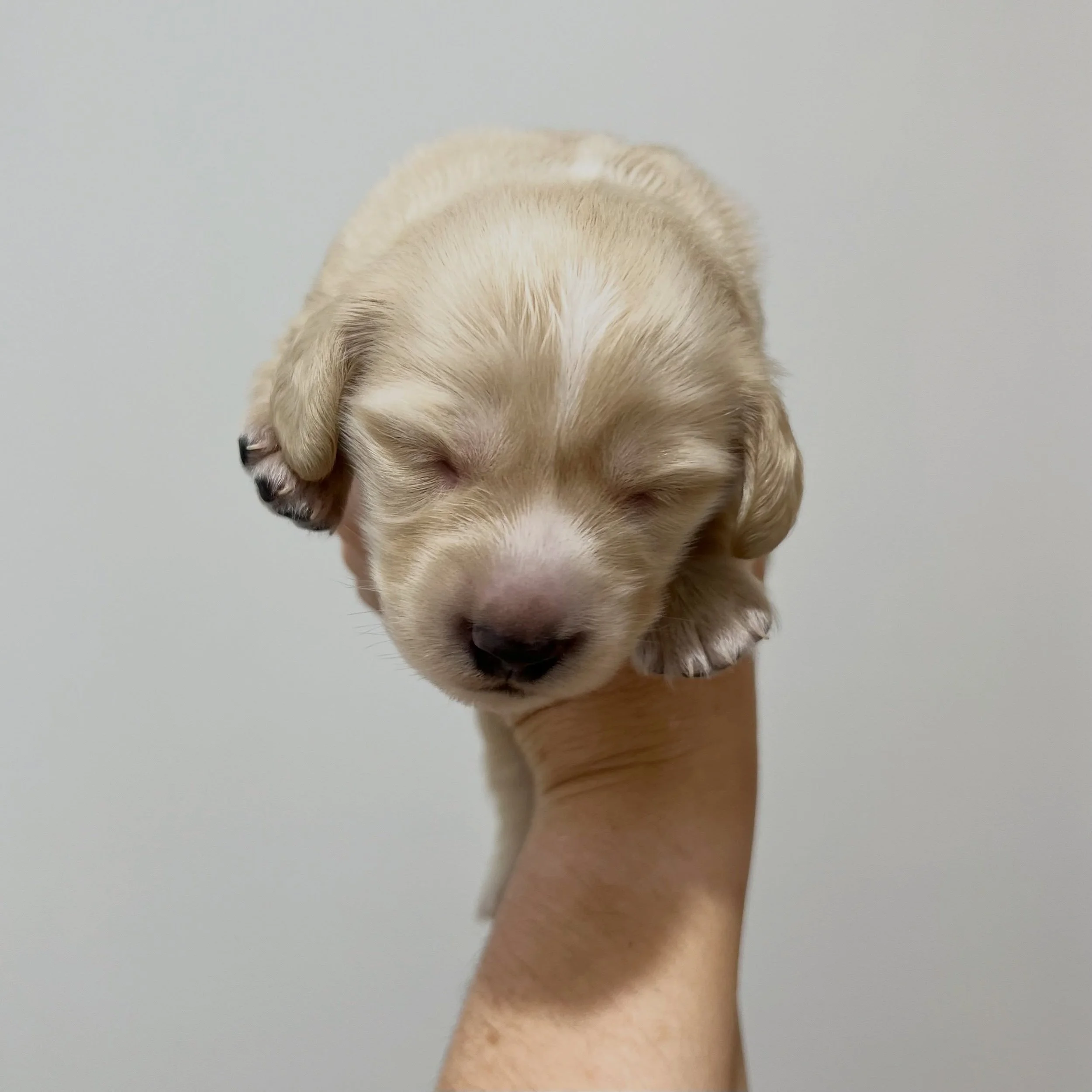 ALLOCATED - 💙 THOR - 2 weeks old tomorrow
&bull; Clear cream boy - born 30/4/26
&bull; Ready to go to their new homes from 25/6/26
&bull; Long haired miniature dachshund puppy - PRA, MVDD and SDMD clear by parentage
&bull; Will come with MDBA regist