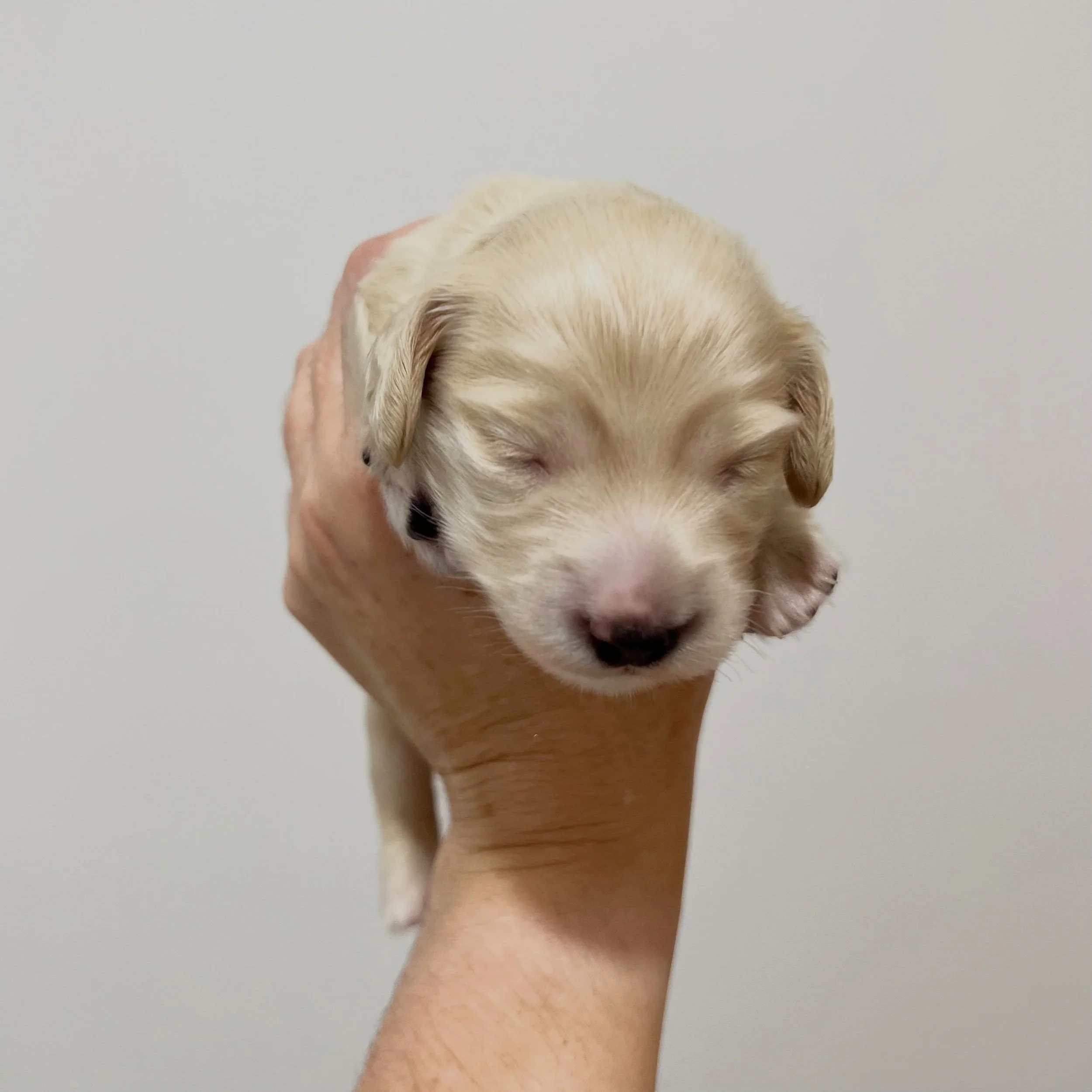 PENDING - 🩷 FREYA - 2 weeks old tomorrow 
&bull; Clear cream girl - born 30/4/26
&bull; Ready to go to their new homes from 25/6/26
&bull; Long haired miniature dachshund puppy - PRA, MVDD and SDMD clear by parentage
&bull; Will come with MDBA regis