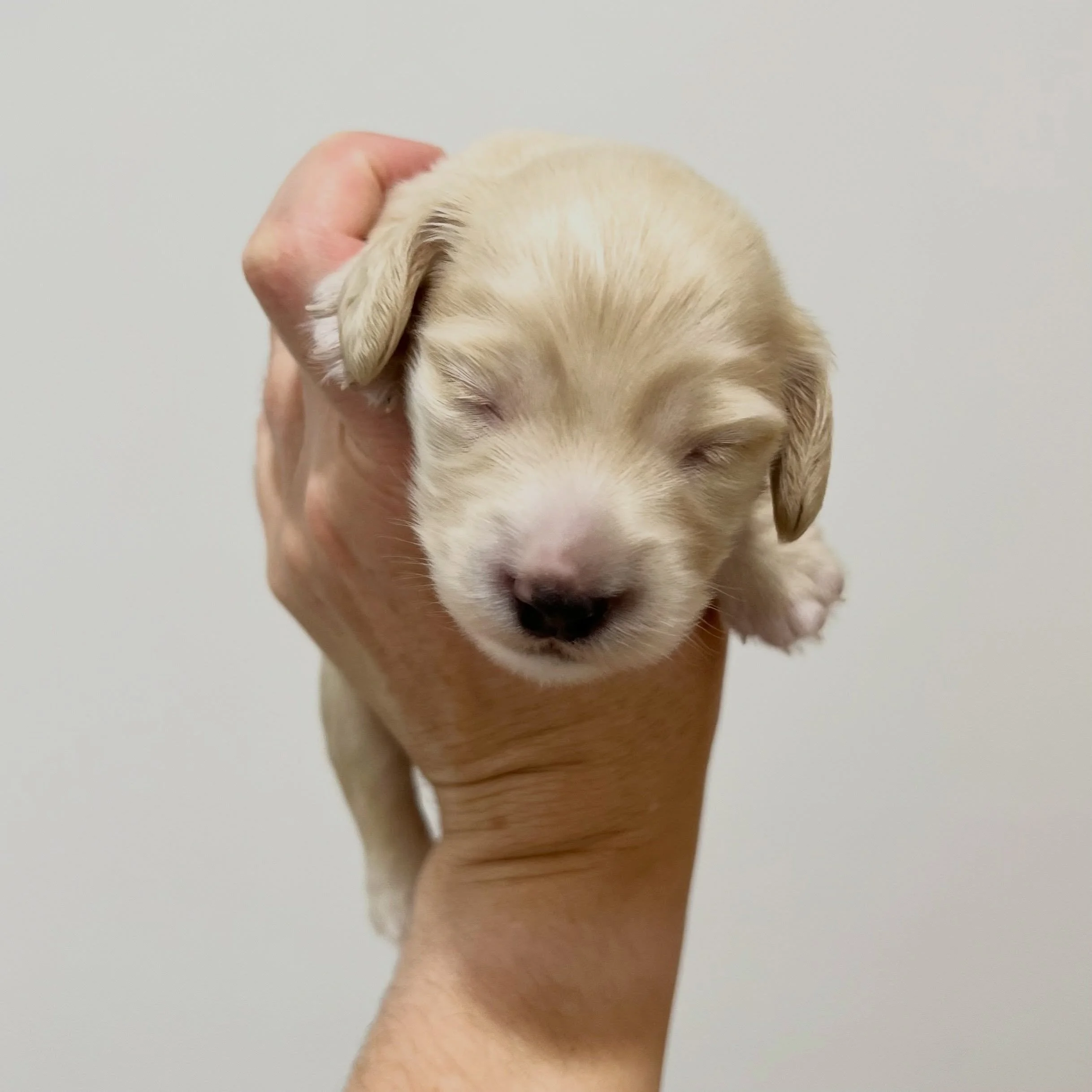 AVAILABLE - 💙 ODIN - 2 weeks old tomorrow 
&bull; Clear cream boy - born 30/4/26
&bull; Ready to go to their new homes from 25/6/26
&bull; Long haired miniature dachshund puppy - PRA, MVDD and SDMD clear by parentage
&bull; Will come with MDBA regis