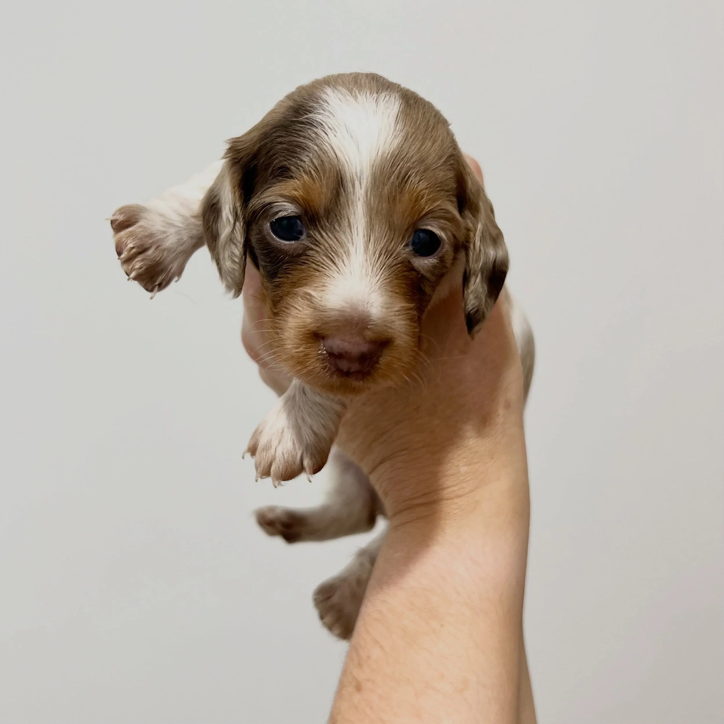 PENDING - 🩷 PIPER - 3 weeks and 2 days old
&bull; Chocolate and tan dapple piebald girl - born 21/4/26
&bull; Long haired miniature dachshund puppy - PRA, MMVD and SDMD clear by parentage. 
&bull; Ready to go to their new homes from 16/6/26
&bull; W