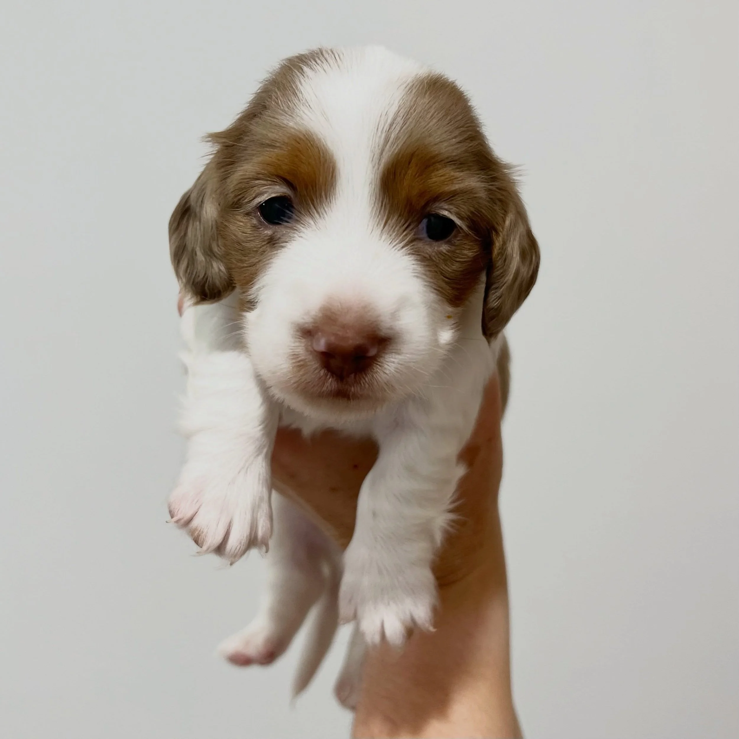 ALLOCATED - 💙 LEO - 3 weeks and 2 days old
&bull; Chocolate and tan dapple piebald boy - born 21/4/26
&bull; Long haired miniature dachshund puppy - PRA, MMVD and SDMD clear by parentage. 
&bull; Ready to go to their new homes from 16/6/26
&bull; Wi