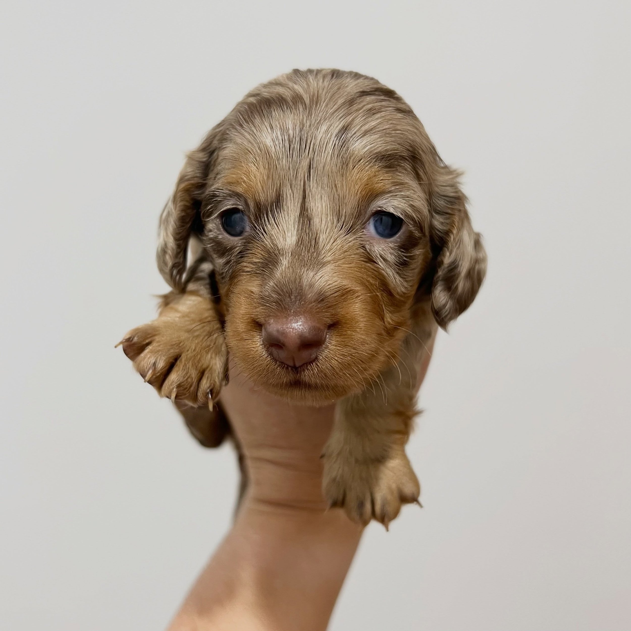 SEEKING GUARDIAN HOME - 🩷 PHOEBE - 3 weeks and 2 days old
&bull; Chocolate and tan dapple girl - born 21/4/26
&bull; Long haired miniature dachshund puppy - PRA, MMVD and SDMD clear by parentage. 
&bull; Ready to go to their new homes from 16/6/26
&