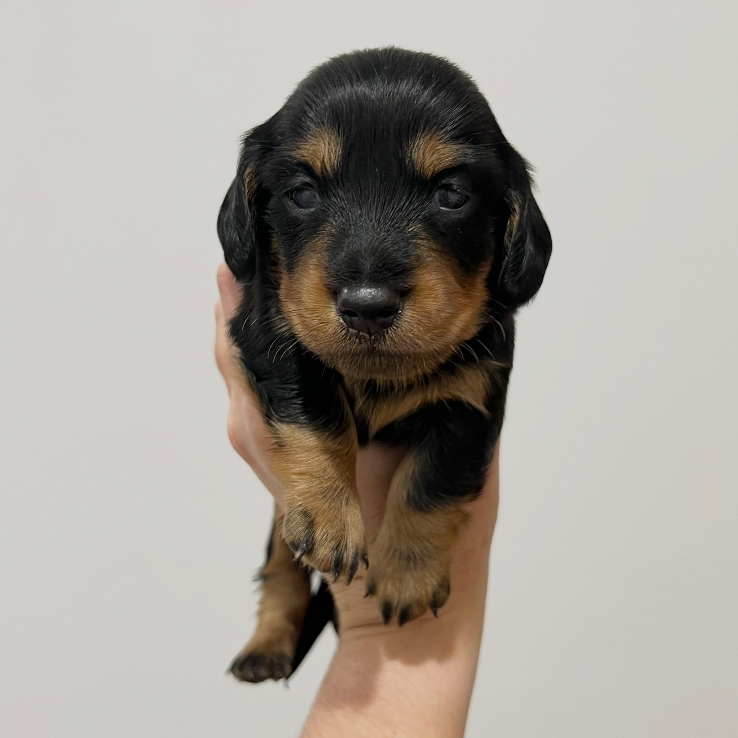 ALLOCATED - 💙 COLE - 3 weeks and 2 days old
&bull; Black and tan boy - born 21/4/26
&bull; Long haired miniature dachshund puppy - PRA, MMVD and SDMD clear by parentage. 
&bull; Ready to go to their new homes from 16/6/26
&bull; Will come with MDBA 