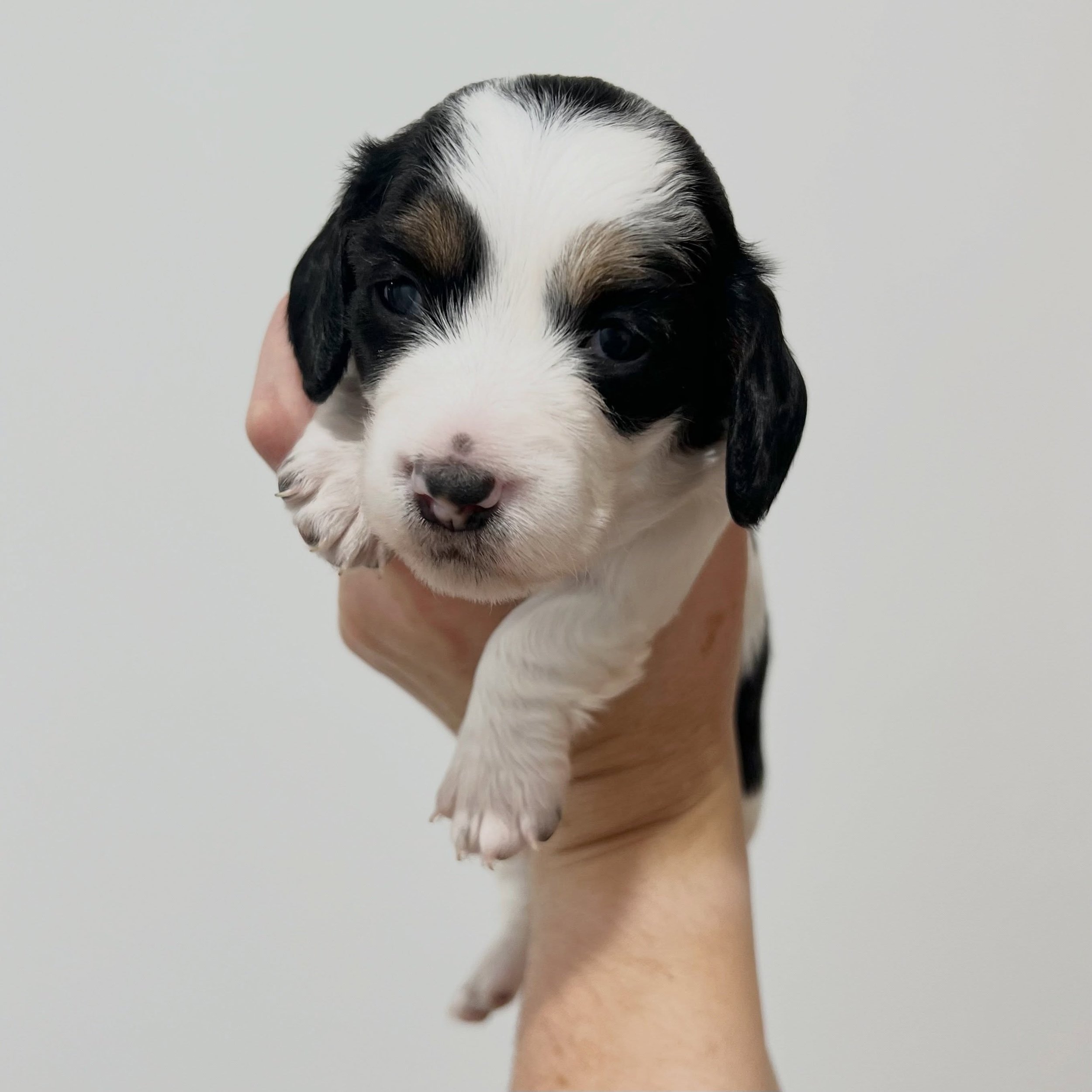 AVAILABLE - 🩷 PRUE - 3 weeks and 2 days old
&bull; Black and tan piebald girl - born 21/4/26
&bull; Long haired miniature dachshund puppy - PRA, MMVD and SDMD clear by parentage. 
&bull; Ready to go to their new homes from 16/6/26
&bull; Will come w