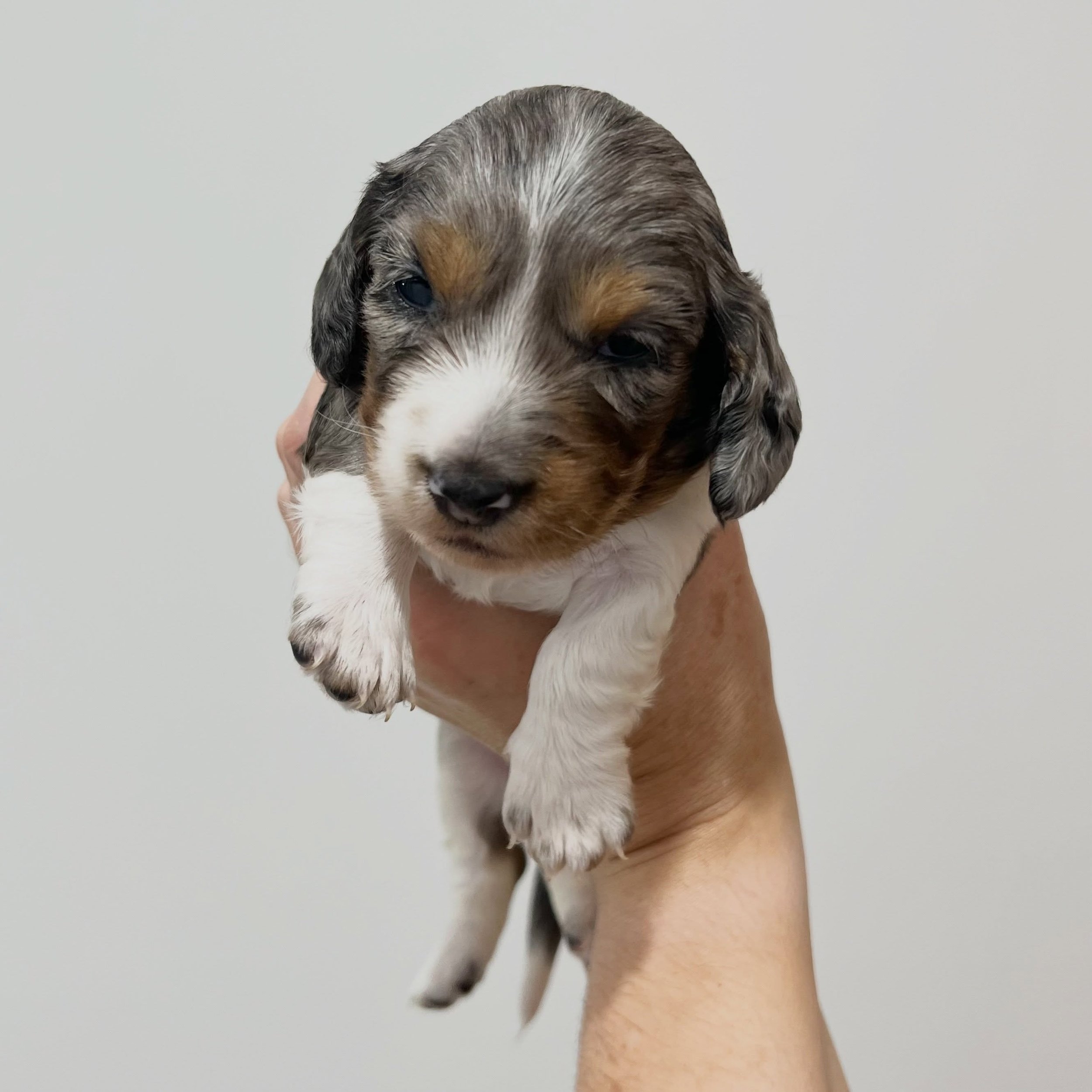 AVAILABLE - 🩷 PAIGE - 3 weeks and 2 days old
&bull; Black and tan dapple piebald girl - born 21/4/26
&bull; Long haired miniature dachshund puppy - PRA, MMVD and SDMD clear by parentage. 
&bull; Ready to go to their new homes from 16/6/26
&bull; Wil
