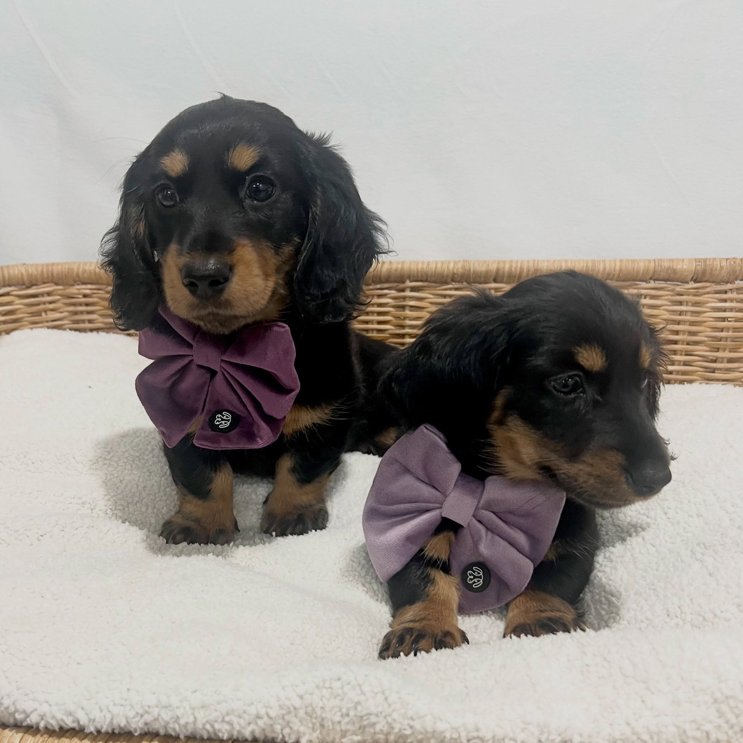 PUPDATE - 8 WEEKS OLD - BLACK NOIR Litter - born 21/3/26. 

These will be some of the last photos taken of these girls together as REMI meets her new family tomorrow. 

ALLOCATED 🩷 REMI (previously EBONY) - Black and tan girl (smaller one)
ALLOCATED