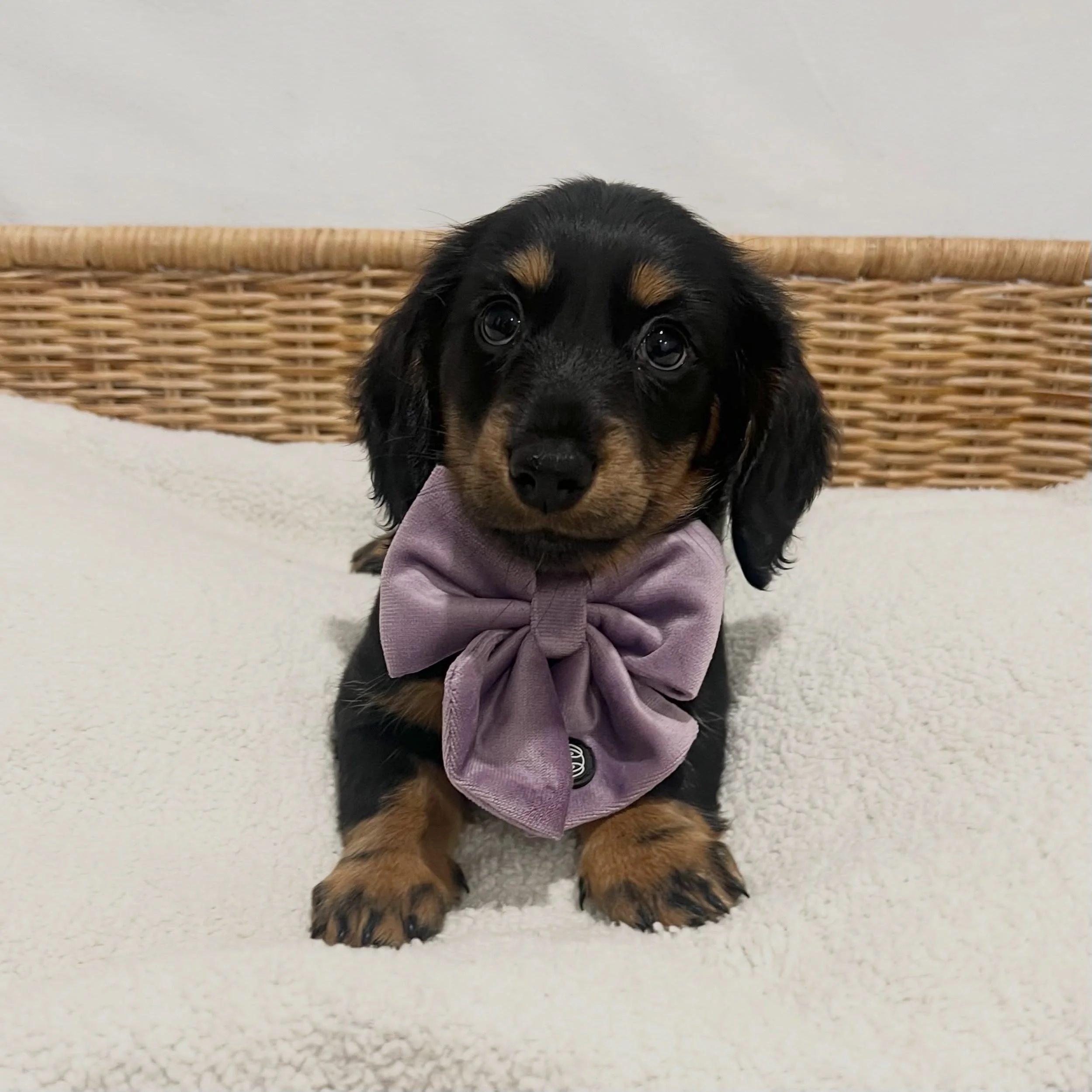 ALLOCATED - 🩷 REMI (formerly known as EBONY) - 8 weeks  and 1 day old
&bull; Black and tan girl - born 21/3/26
&bull; Long haired miniature dachshund puppy - PRA, MVDD and SDMD clear by parentage 
&bull; Will come with MDBA registration papers
&bull