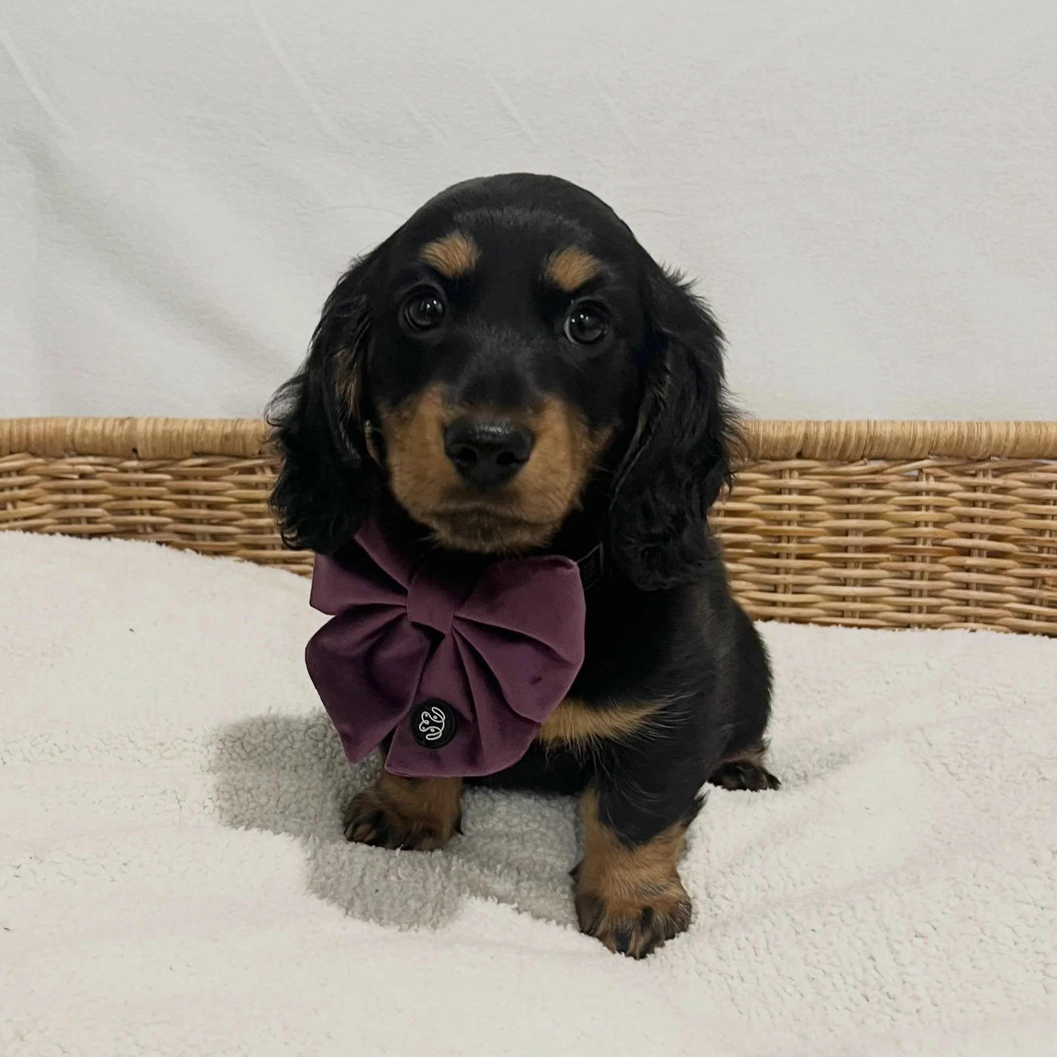 ALLOCATED - 🩷 MILLIE (formerly known as RAVEN) - 8 weeks and 1 day old
&bull; Black and tan girl - born 21/3/26
&bull; Long haired miniature dachshund puppy - PRA, MVDD and SDMD clear by parentage 
&bull; Will come with MDBA registration papers
&bul