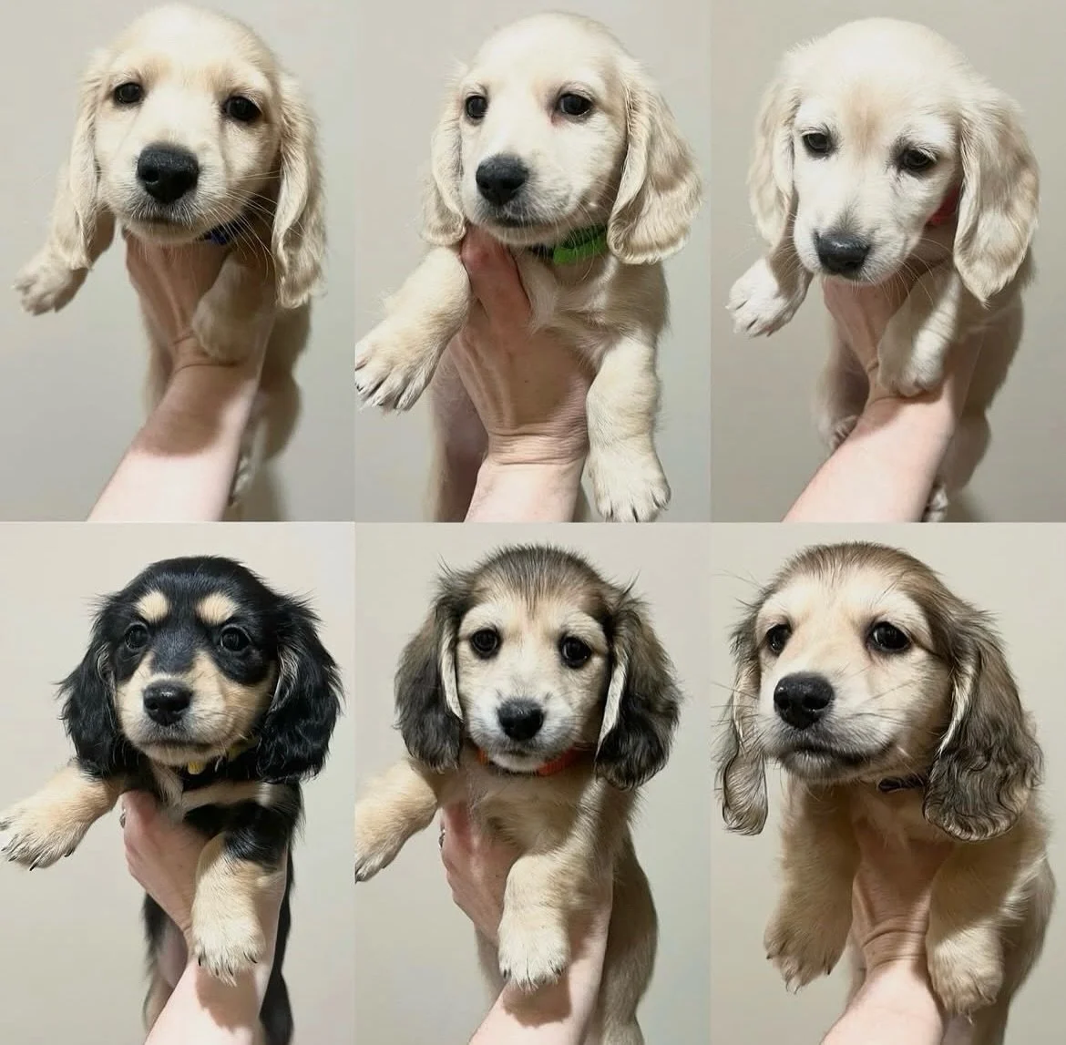 2 YEARS OLD - Our beautiful puppies from our Bridgerton themed Audrey x Arnie litter 2024 are two years old today. Time has passed so quickly 🫶🫶🫶 I&rsquo;ll be sharing some photos of what they now look like over the next week or so. 

Left to righ