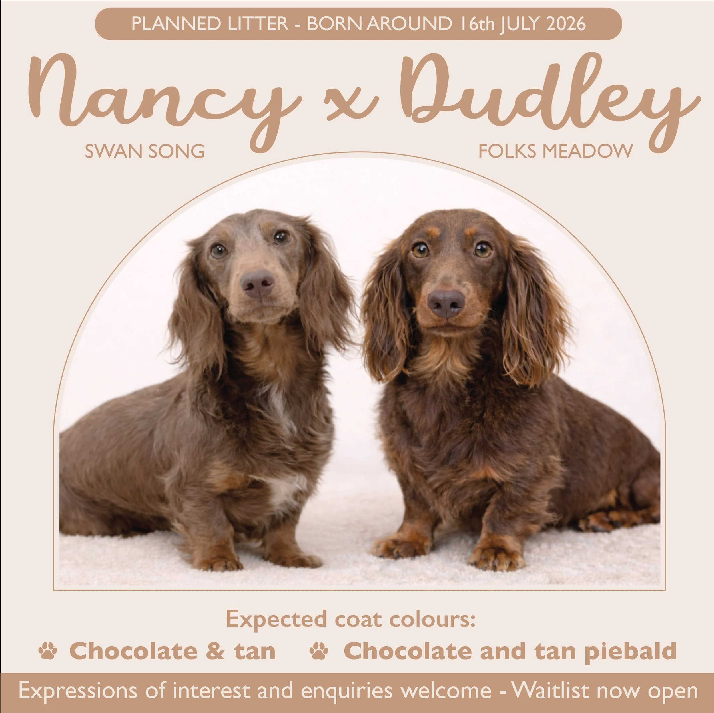 FOURTH PLANNED LITTER for 2026 - We have successfully paired our sweet girl NANCY with our handsome stud DUDLEY.

Our long haired mini dachshund girl &ldquo;Swan Song Nancy&rdquo; is an isabella and tan. Our long haired mini dachshund boy &ldquo;Folk