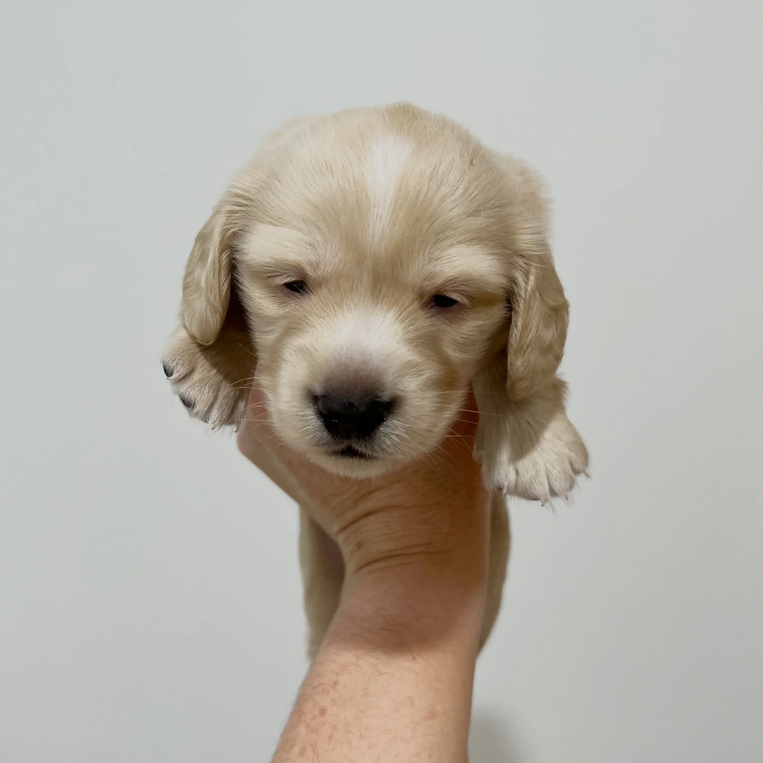 ALLOCATED - 💙 THOR - 3 weeks old
&bull; Clear cream boy - born 30/4/26
&bull; Ready to go to their new homes from 25/6/26
&bull; Long haired miniature dachshund puppy - PRA, MVDD and SDMD clear by parentage
&bull; Will come with MDBA registration pa