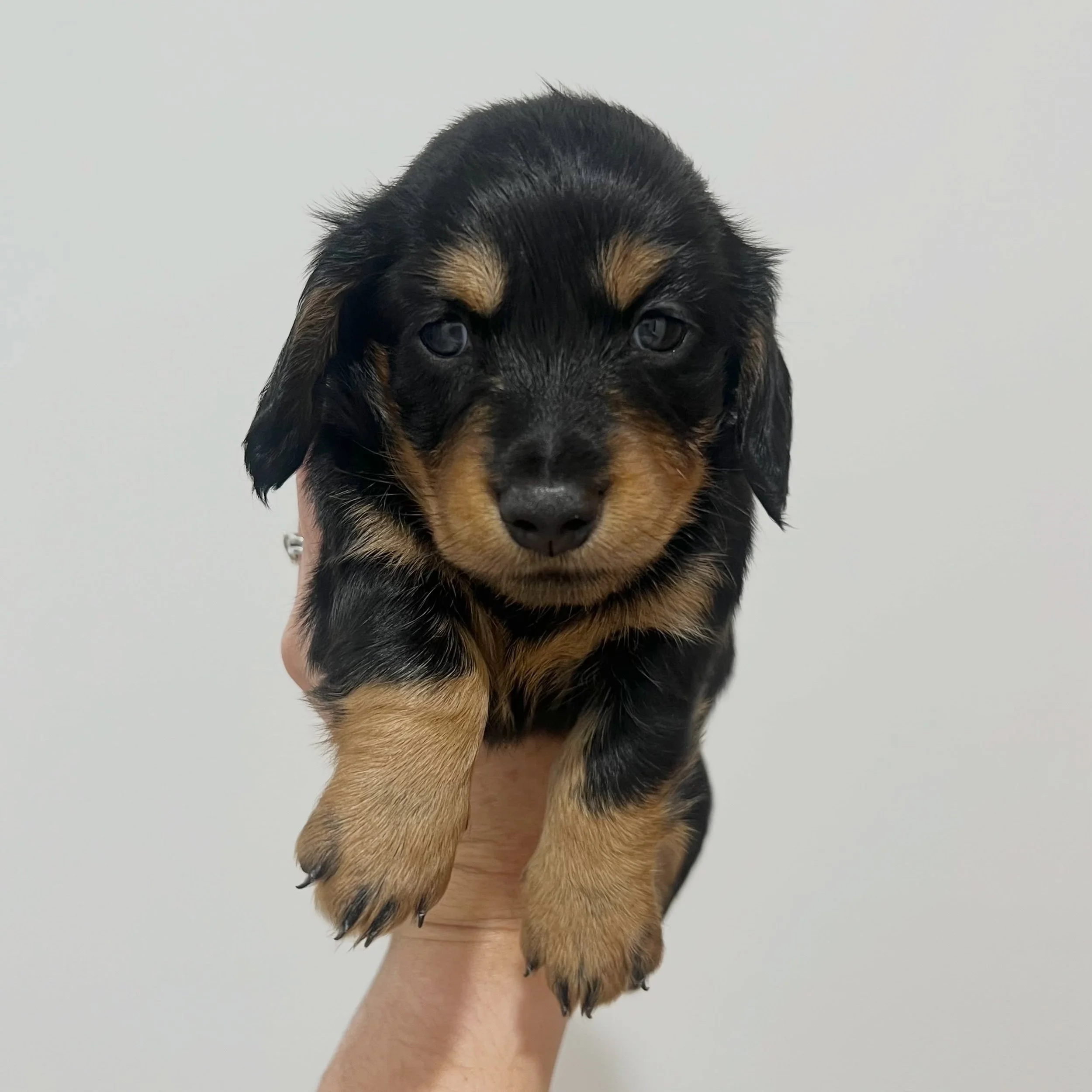 ALLOCATED - 💙 COLE - 4.5 weeks old
&bull; Black and tan boy - born 21/4/26
&bull; Long haired miniature dachshund puppy - PRA, MMVD and SDMD clear by parentage. 
&bull; Ready to go to their new homes from 16/6/26
&bull; Will come with MDBA registrat