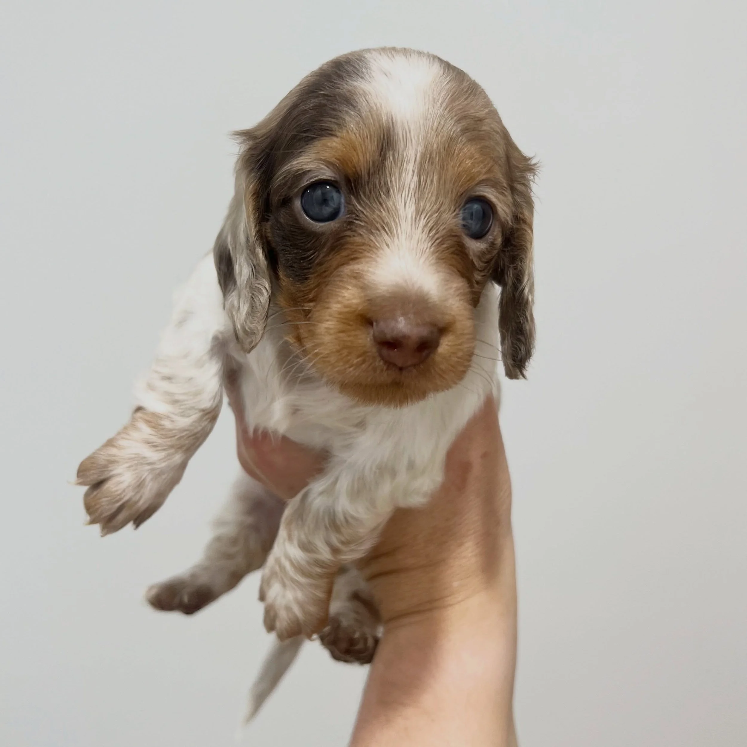 PENDING - 🩷 PIPER - 4.5 weeks old
&bull; Chocolate and tan dapple piebald girl - born 21/4/26
&bull; Long haired miniature dachshund puppy - PRA, MMVD and SDMD clear by parentage. 
&bull; Ready to go to their new homes from 16/6/26
&bull; Will come 