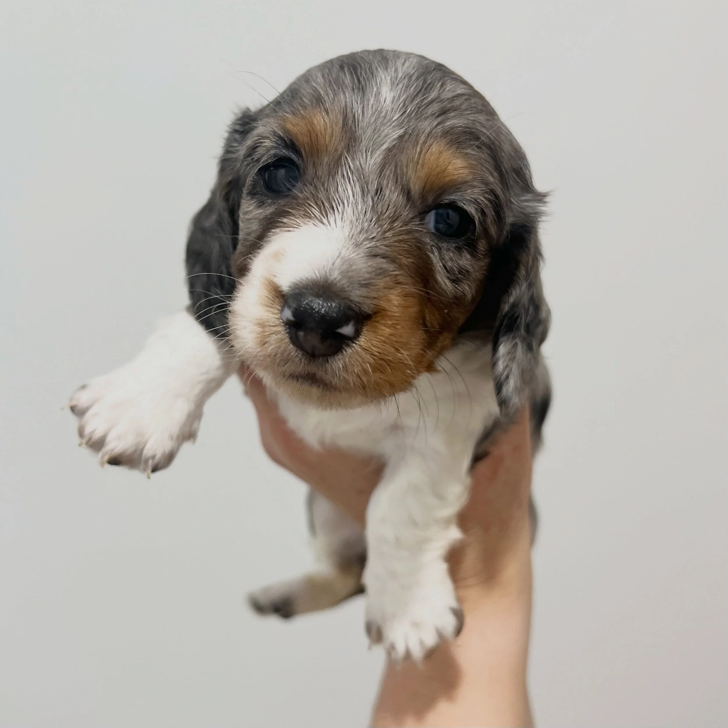 ALLOCATED - 🩷 PAIGE - 3 weeks and 2 days old
&bull; Black and tan dapple piebald girl - born 21/4/26
&bull; Long haired miniature dachshund puppy - PRA, MMVD and SDMD clear by parentage. 
&bull; Ready to go to their new homes from 16/6/26
&bull; Wil