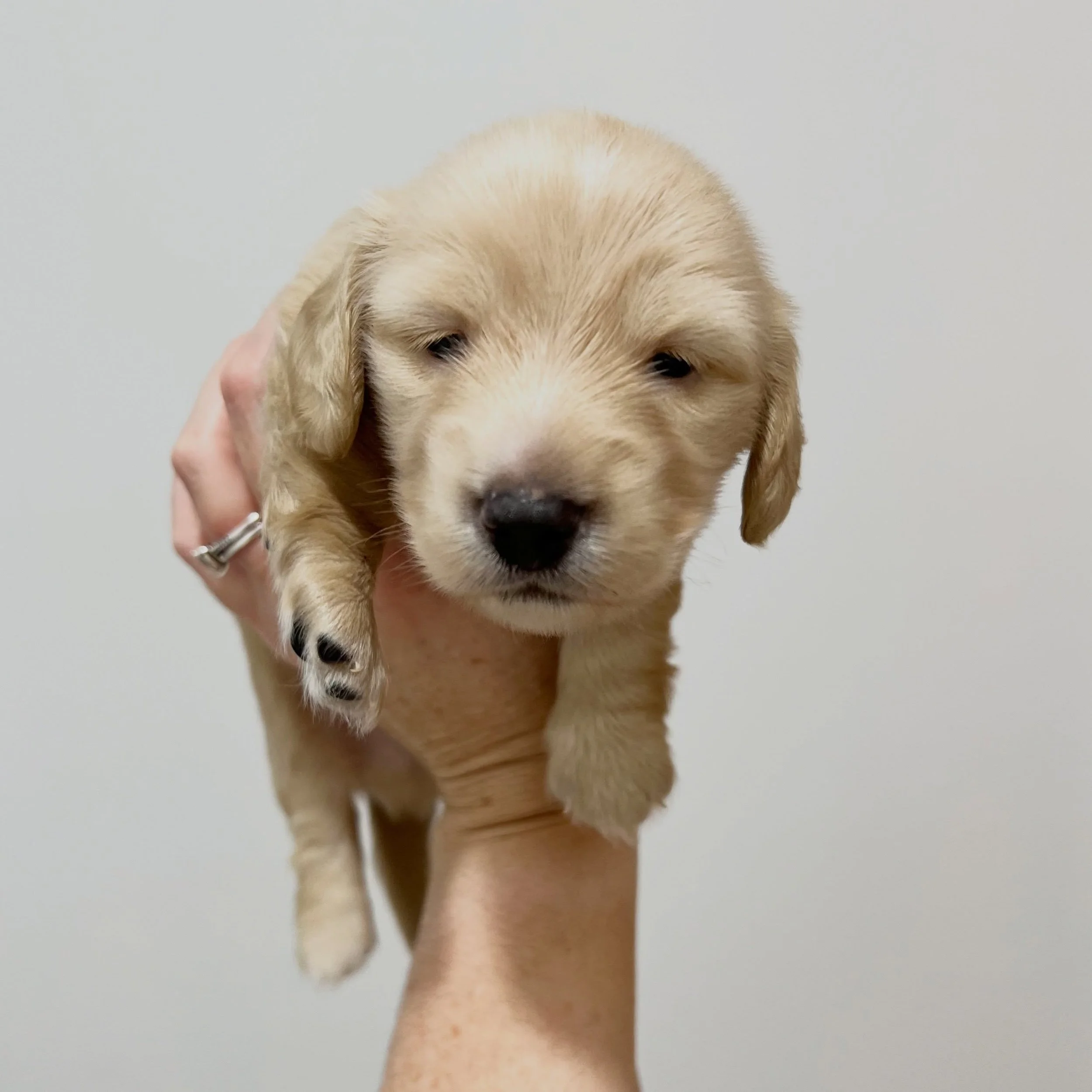 STILL AVAILABLE - 💙 ODIN - 3 weeks old
&bull; Clear cream boy - born 30/4/26
&bull; Ready to go to their new homes from 25/6/26
&bull; Long haired miniature dachshund puppy - PRA, MVDD and SDMD clear by parentage
&bull; Will come with MDBA registrat
