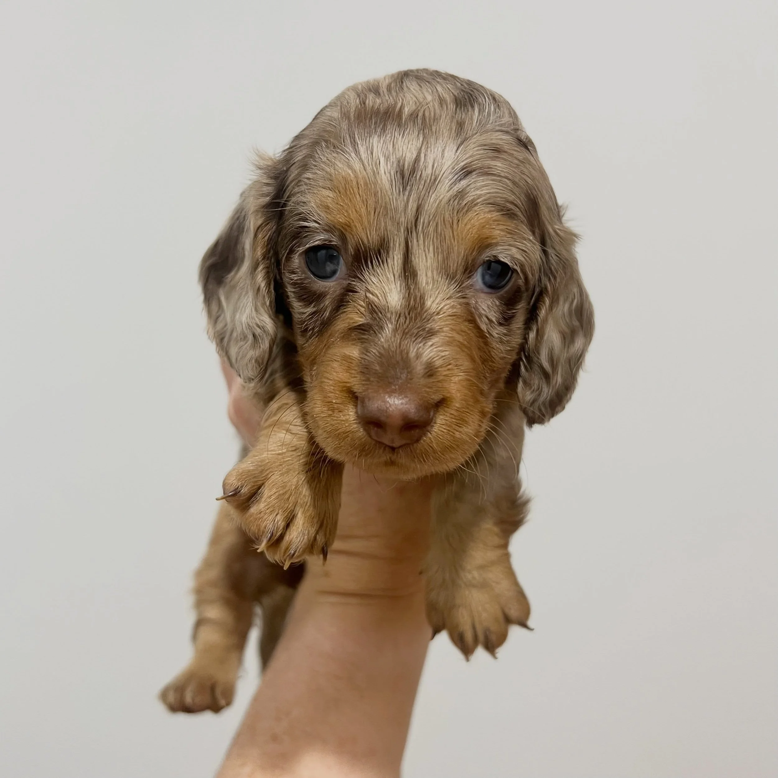 STILL SEEKING GUARDIAN HOME - 🩷 PHOEBE - 4.5 weeks old
&bull; Chocolate and tan dapple girl - born 21/4/26
&bull; Long haired miniature dachshund puppy - PRA, MMVD and SDMD clear by parentage. 
&bull; Ready to go to their new homes from 16/6/26
&bul