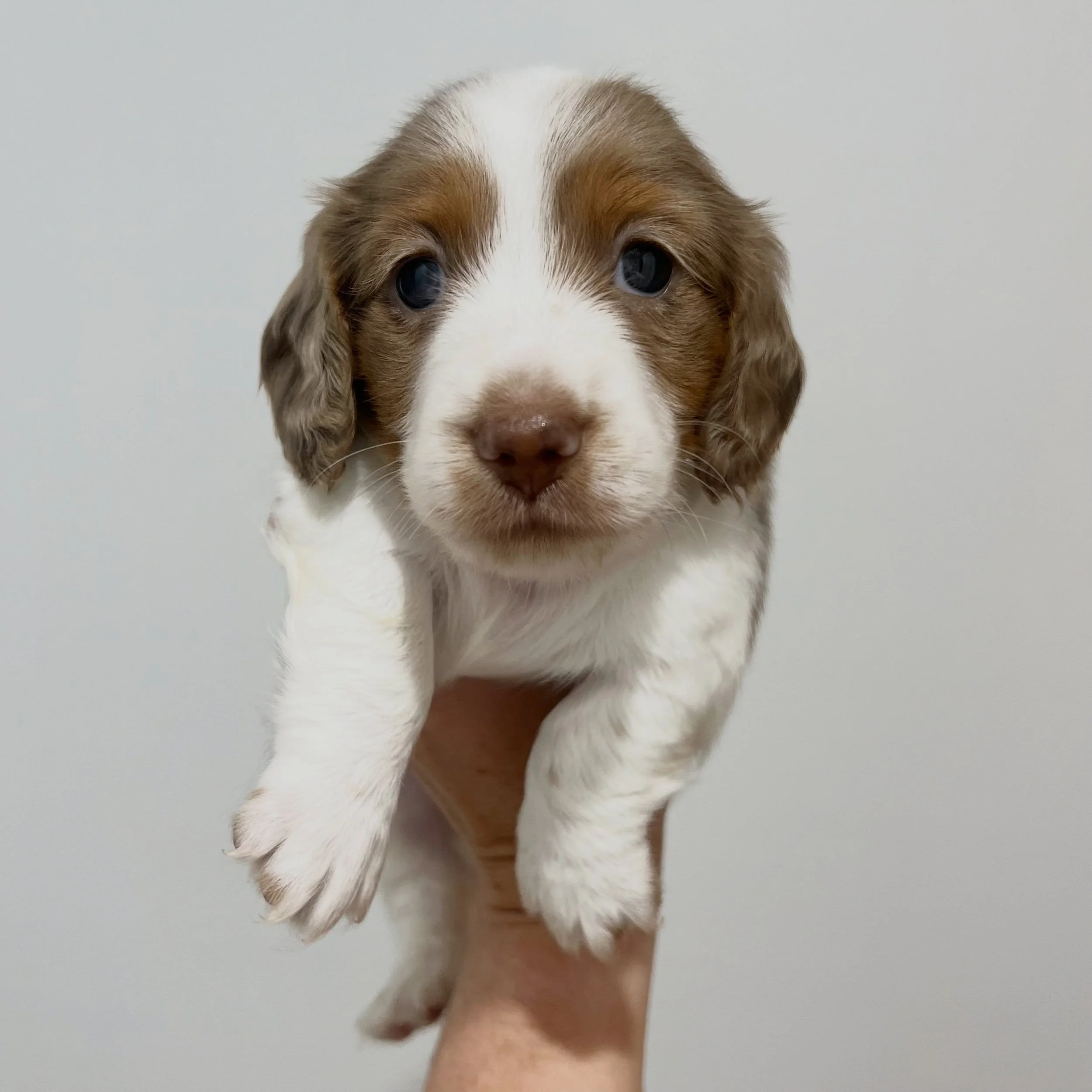 ALLOCATED - 💙 LEO - 4.5 weeks old
&bull; Chocolate and tan dapple piebald boy - born 21/4/26
&bull; Long haired miniature dachshund puppy - PRA, MMVD and SDMD clear by parentage. 
&bull; Ready to go to their new homes from 16/6/26
&bull; Will come w