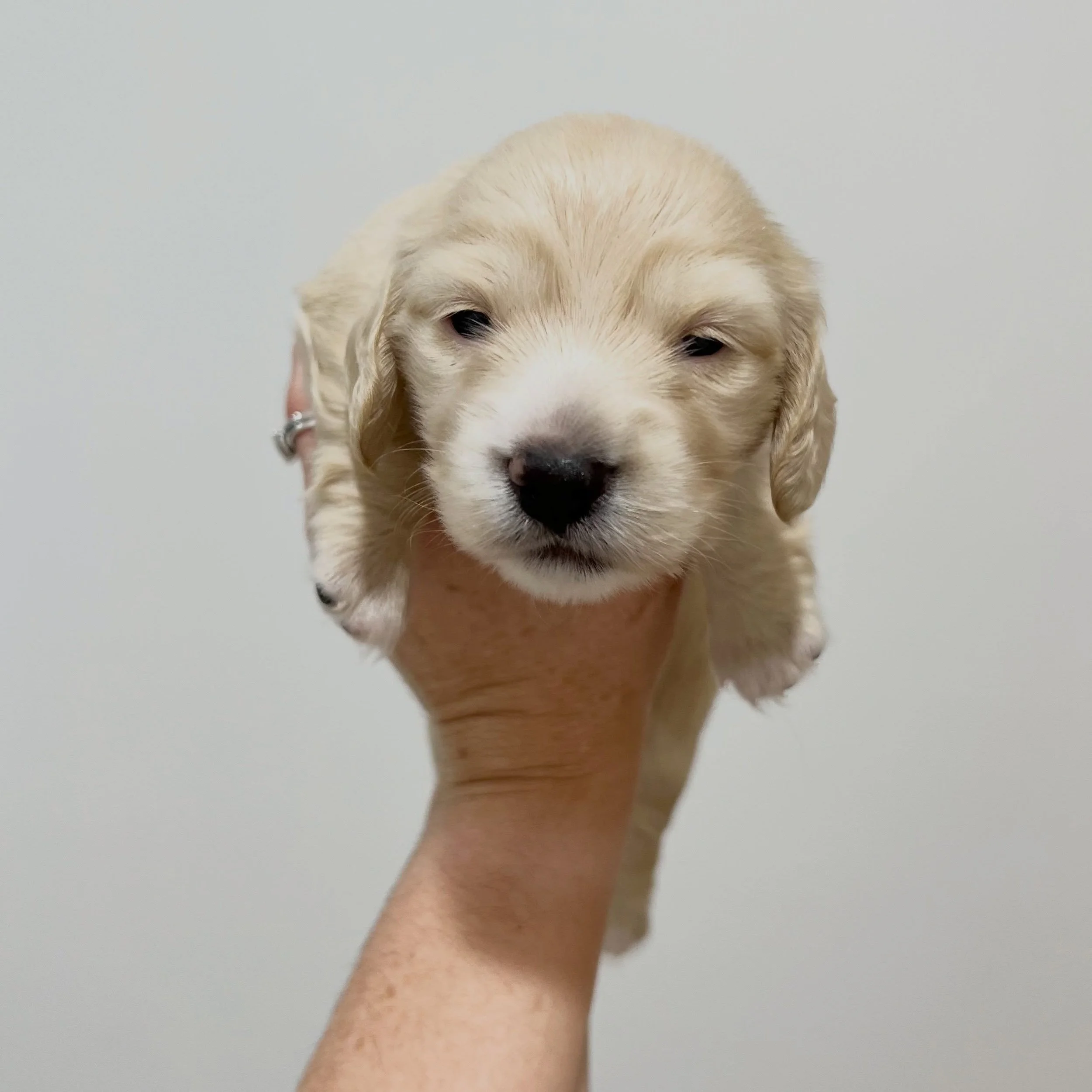 ALLOCATED - 🩷 FREYA - 3 weeks old 
&bull; Clear cream girl - born 30/4/26
&bull; Ready to go to their new homes from 25/6/26
&bull; Long haired miniature dachshund puppy - PRA, MVDD and SDMD clear by parentage
&bull; Will come with MDBA registration