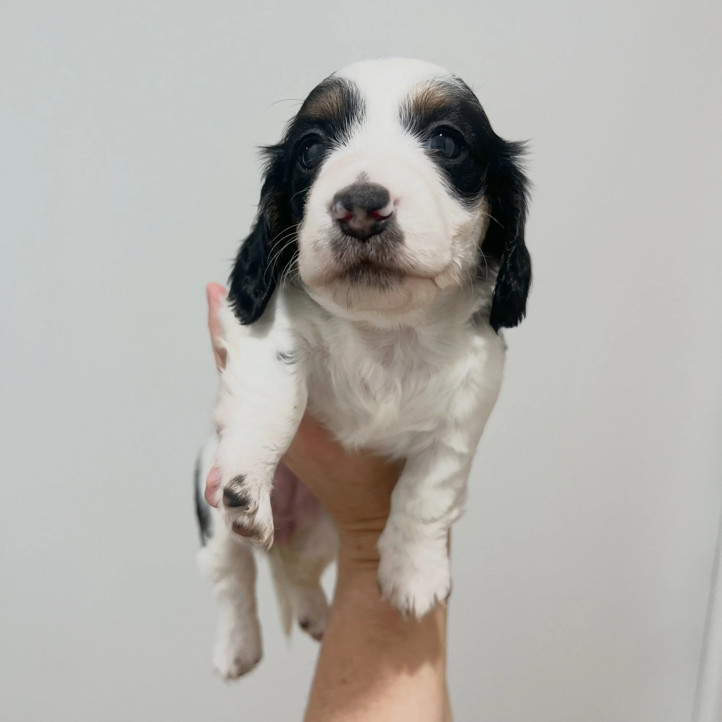 STILL AVAILABLE - 🩷 PRUE - 4.5 weeks old
&bull; Black and tan piebald girl - born 21/4/26
&bull; Long haired miniature dachshund puppy - PRA, MMVD and SDMD clear by parentage. 
&bull; Ready to go to their new homes from 16/6/26
&bull; Will come with