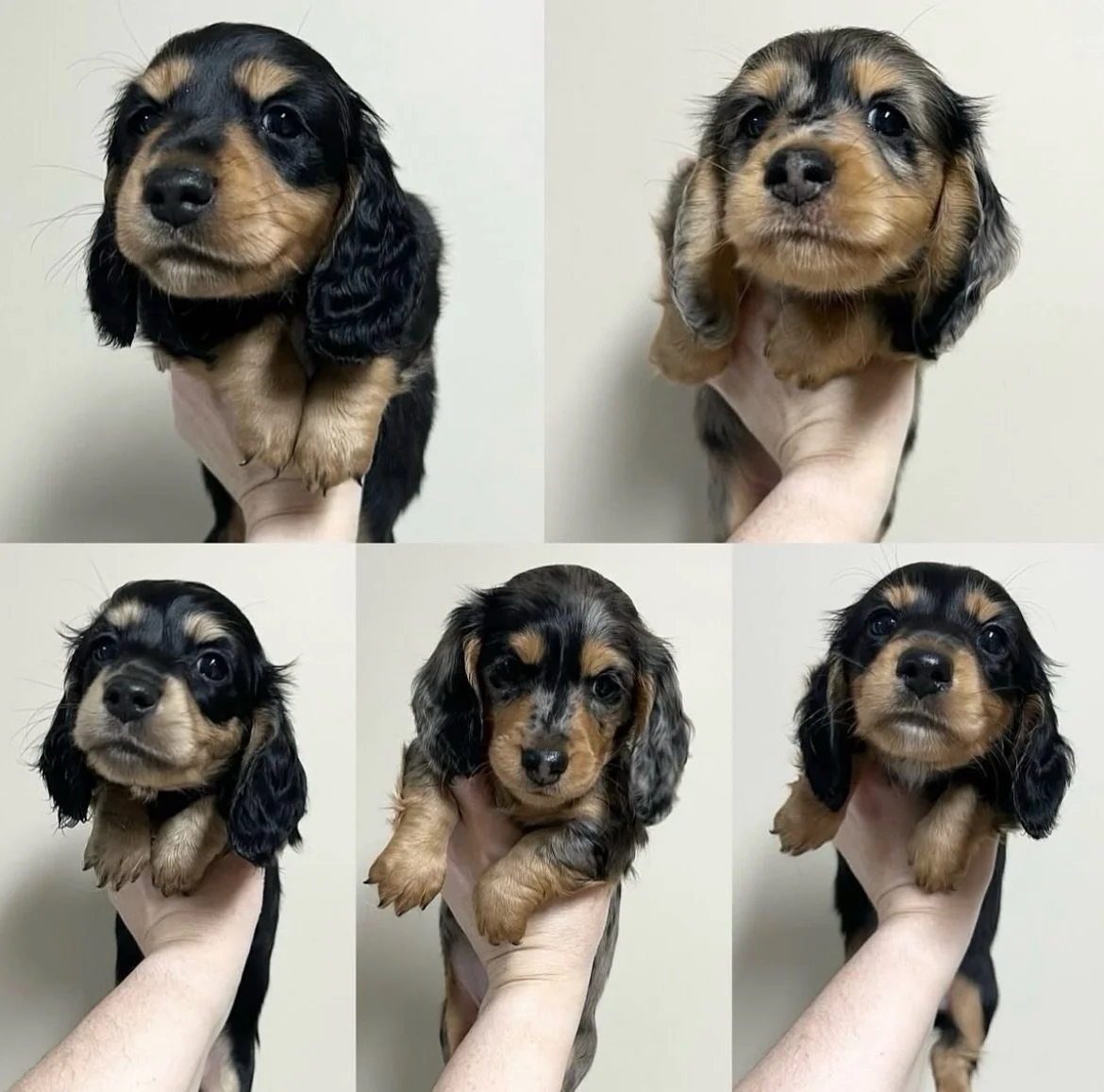 2 YEARS OLD - Our beautiful puppies from our Flower themed Daisy x Stanley litter 2024 turned two years old yesterday. Time has passed so quickly 🫶🫶🫶 I&rsquo;ll be sharing some photos of what they now look like over the next few weeks. 

Left to r