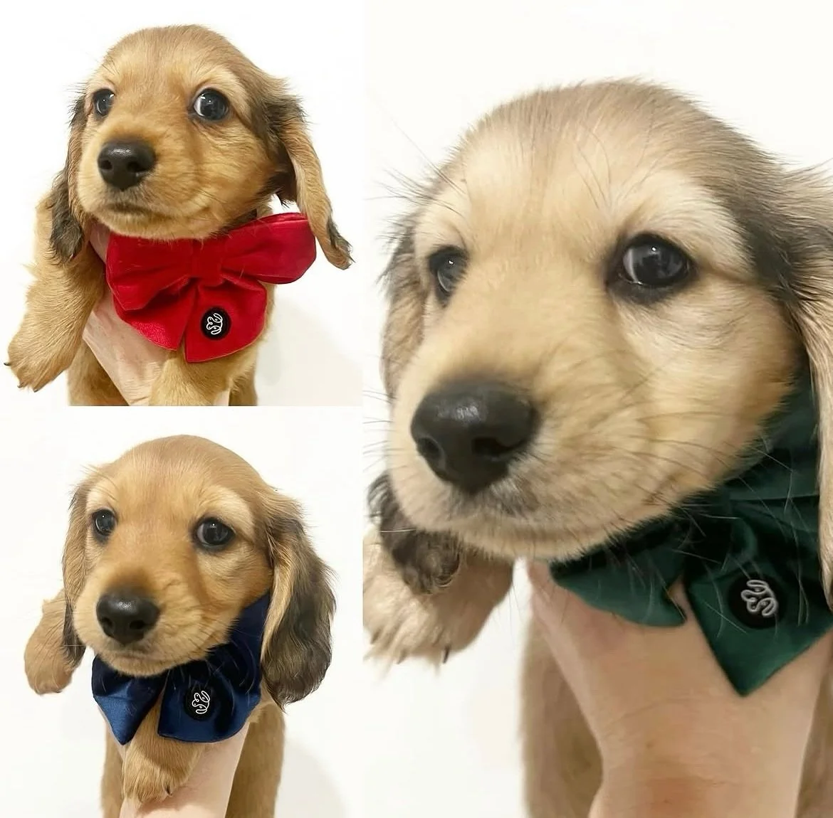 HAPPY 3RD BIRTHDAY - So hard to believe that these three puppies from our first ever litter turned three years old a few days ago. Happy birthday Otto, Billy and our keeper Arnie. Hoping to share some recent photos of them in the coming weeks. 

&bul