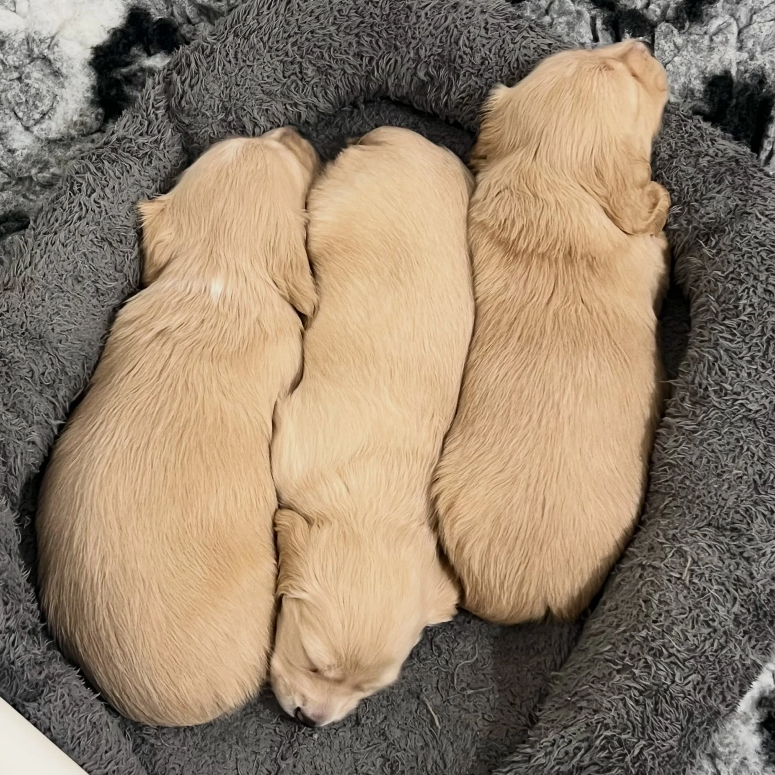 PUPDATE - Our cream ASGARD litter is 4.5 weeks old and they are thriving (little chubbers). We will be taking some individual puppy photos this week. 

&bull; 💙 THOR - Clear cream boy (Allocated)
&bull; 🩷 FREYA - Clear cream girl (Allocated)
&bull;