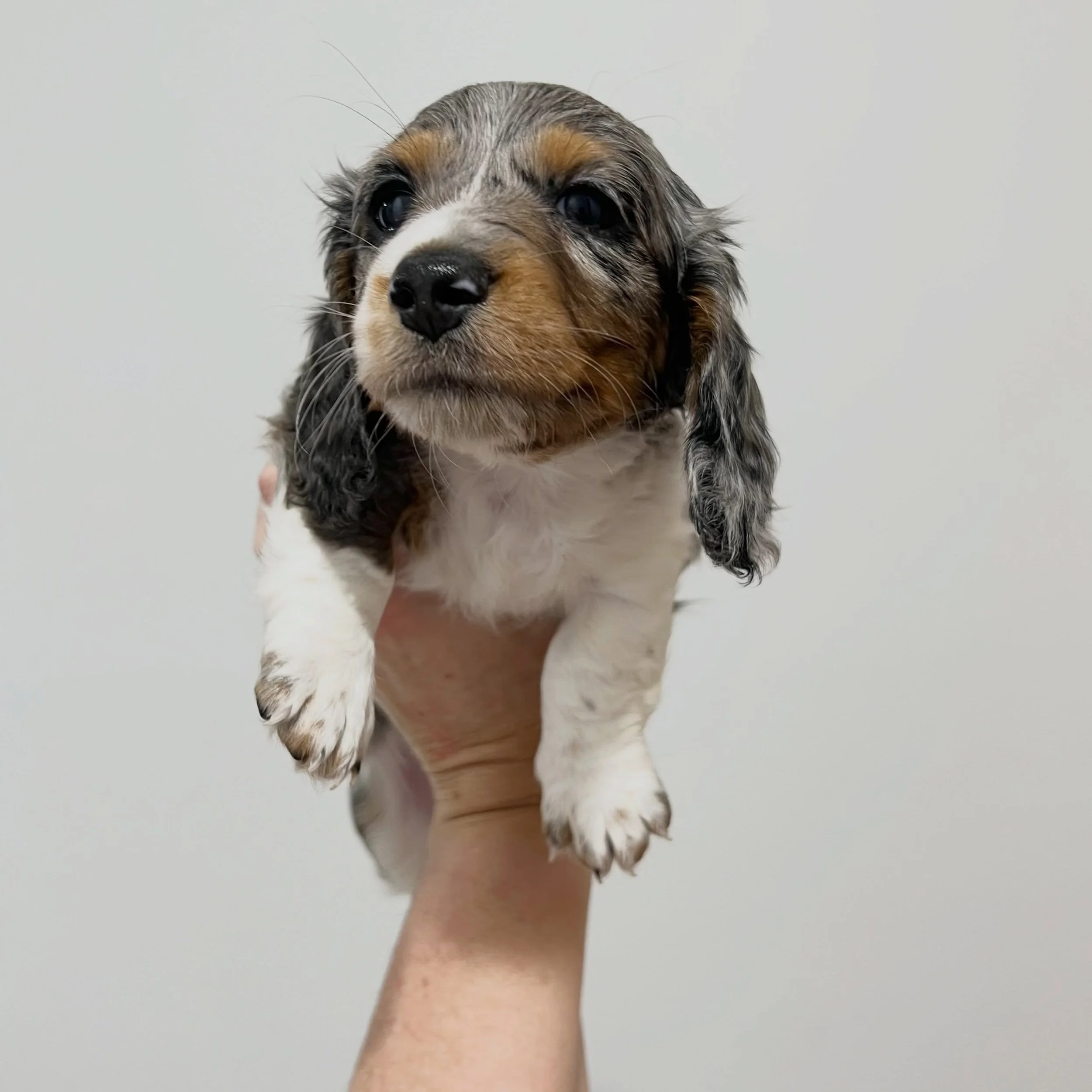 ALLOCATED - 🩷 PAIGE - 6 weeks old
&bull; Black and tan dapple piebald girl - born 21/4/26
&bull; Long haired miniature dachshund puppy - PRA, MMVD and SDMD clear by parentage. 
&bull; Ready to go to their new homes from 16/6/26
&bull; Will come with