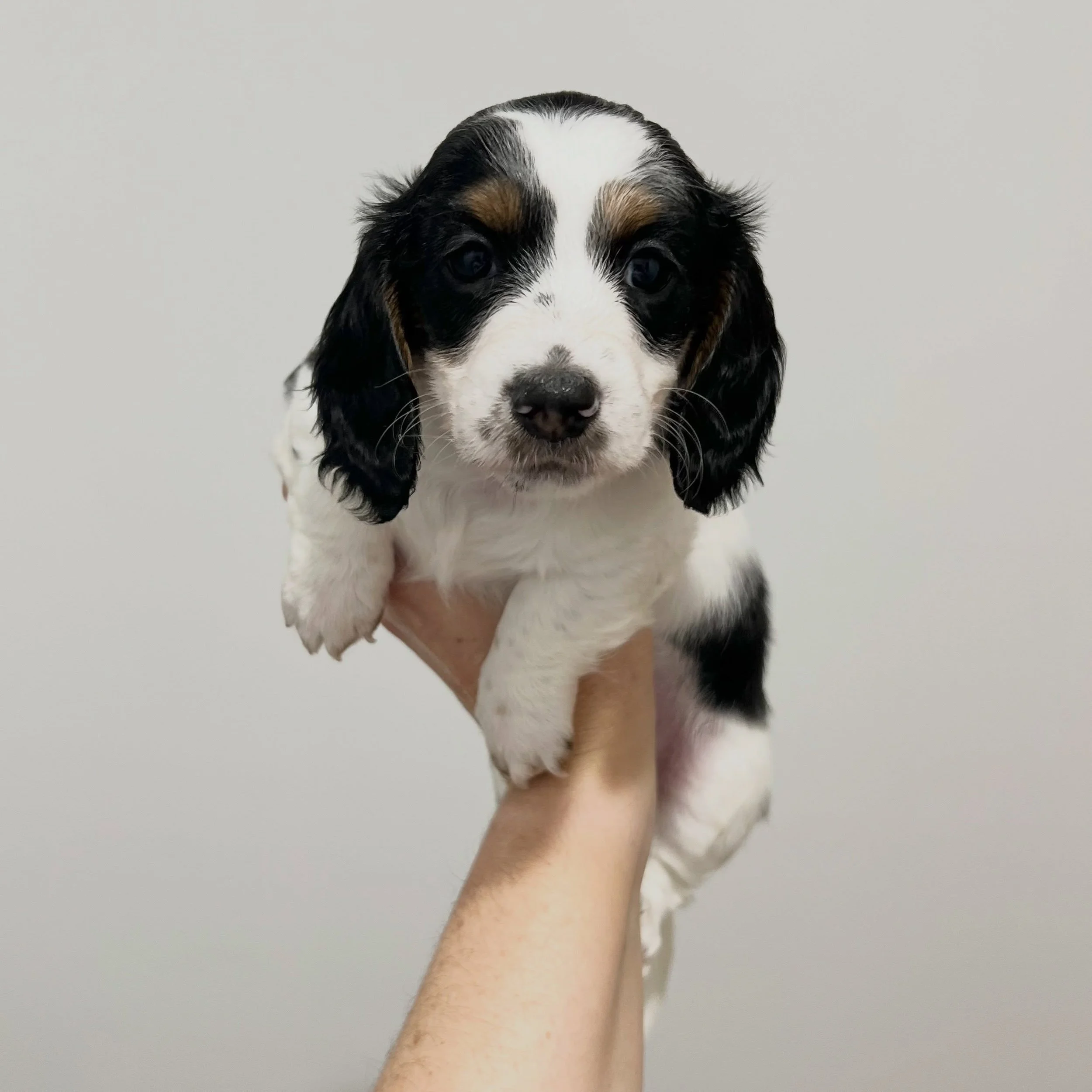 STILL AVAILABLE - 🩷 PRUE - 6 weeks old
&bull; Black and tan piebald girl - born 21/4/26
&bull; Long haired miniature dachshund puppy - PRA, MMVD and SDMD clear by parentage. 
&bull; Ready to go to their new homes from 16/6/26
&bull; Will come with M