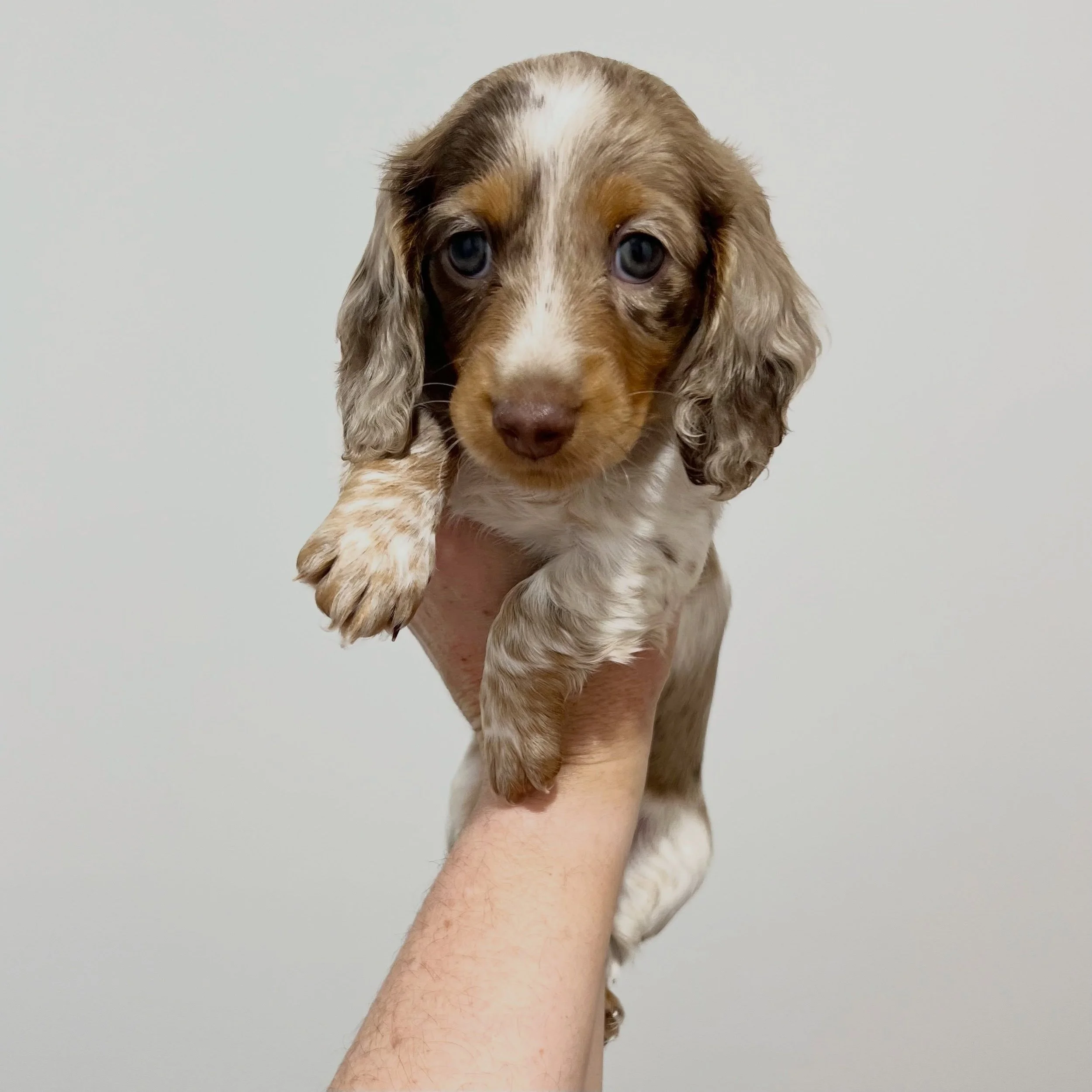 ALLOCATED - 🩷 PIPER - 6 weeks old
&bull; Chocolate and tan dapple piebald girl - born 21/4/26
&bull; Long haired miniature dachshund puppy - PRA, MMVD and SDMD clear by parentage. 
&bull; Ready to go to their new homes from 16/6/26
&bull; Will come 