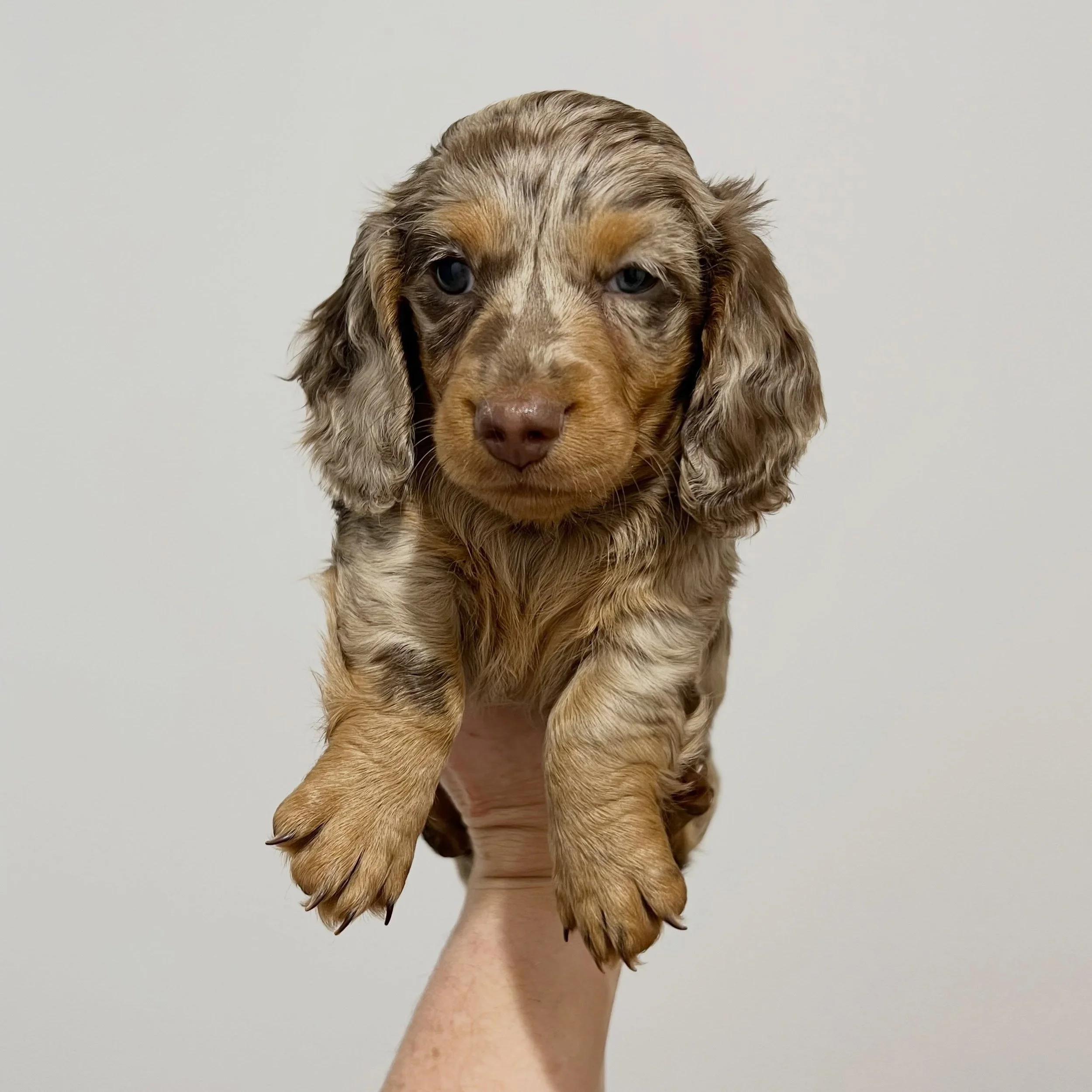 STILL SEEKING GUARDIAN HOME - 🩷 PHOEBE - 6 weeks old
&bull; Chocolate and tan dapple girl - born 21/4/26
&bull; Long haired miniature dachshund puppy - PRA, MMVD and SDMD clear by parentage. 
&bull; Ready to go to their new homes from 16/6/26
&bull;
