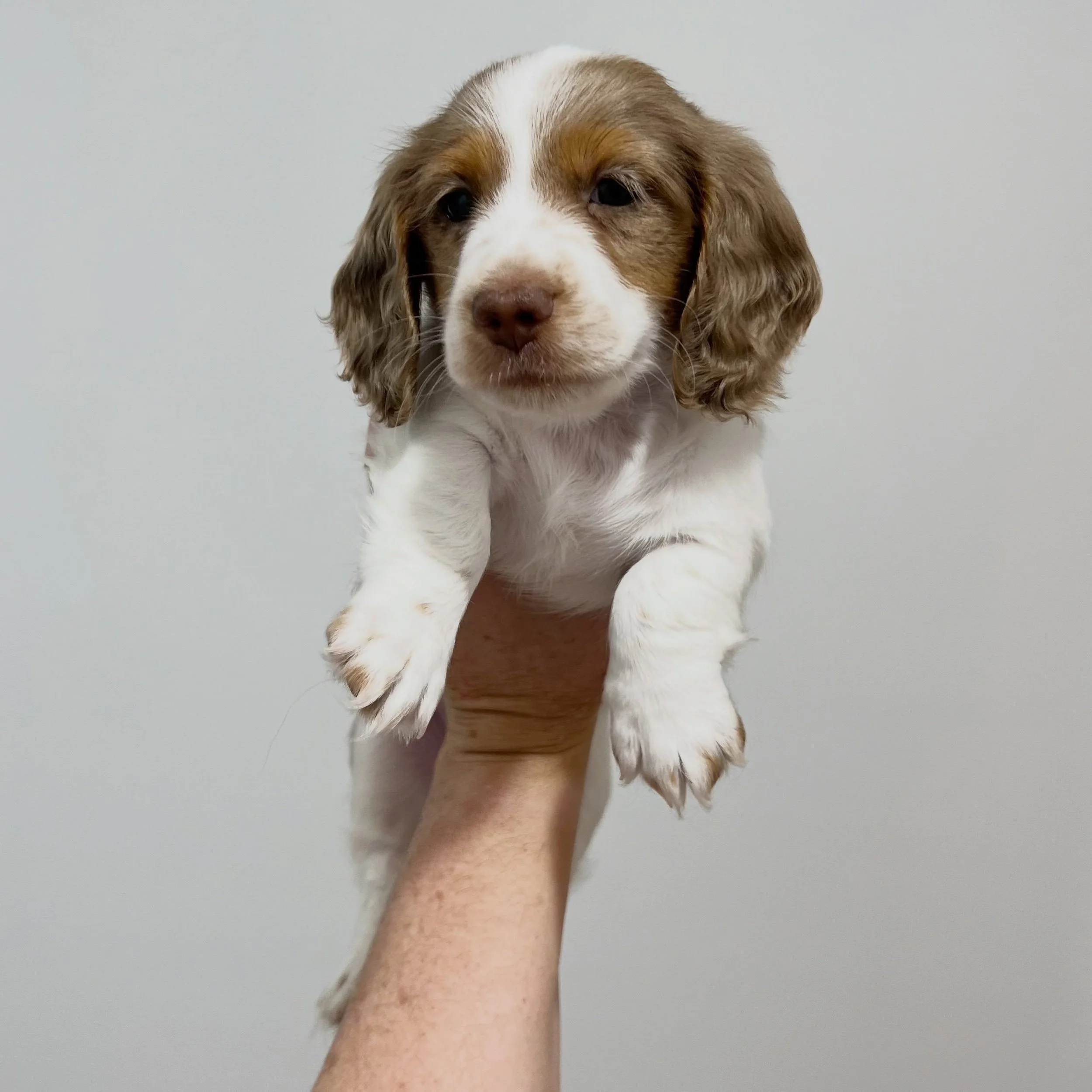 ALLOCATED - 💙 LEO - 6 weeks old
&bull; Chocolate and tan dapple piebald boy - born 21/4/26
&bull; Long haired miniature dachshund puppy - PRA, MMVD and SDMD clear by parentage. 
&bull; Ready to go to their new homes from 16/6/26
&bull; Will come wit