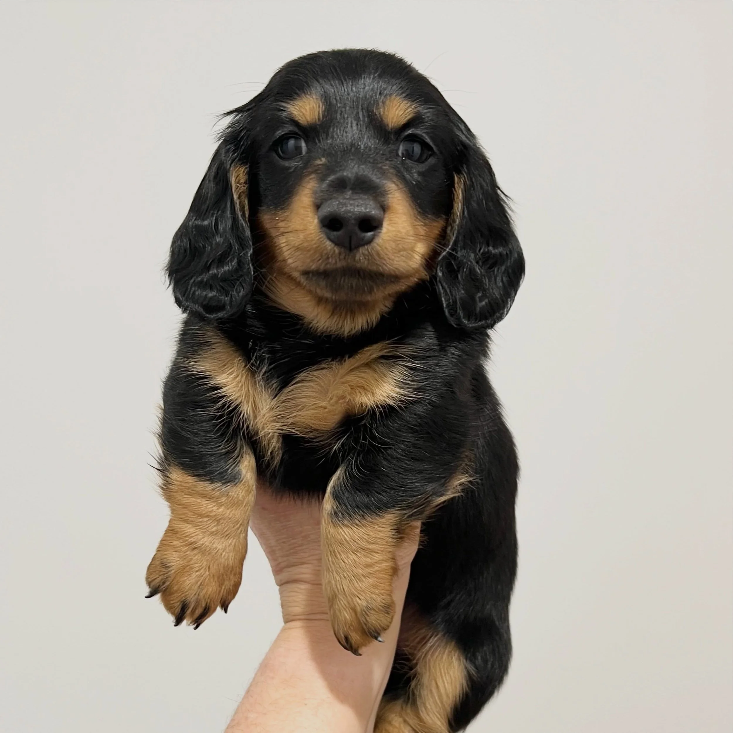 ALLOCATED - 💙 COLE - 6 weeks old
&bull; Black and tan boy - born 21/4/26
&bull; Long haired miniature dachshund puppy - PRA, MMVD and SDMD clear by parentage. 
&bull; Ready to go to their new homes from 16/6/26
&bull; Will come with MDBA registratio